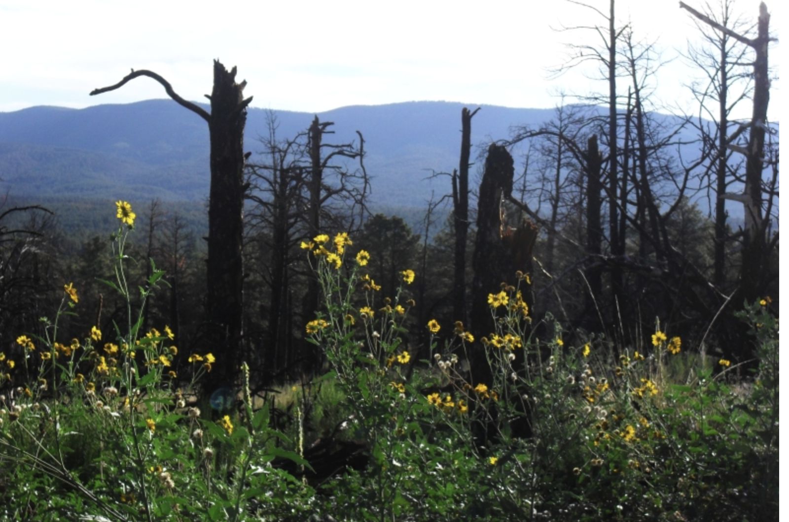 Shallow Creek Rd, Timberon, NM 88350 LandWatch