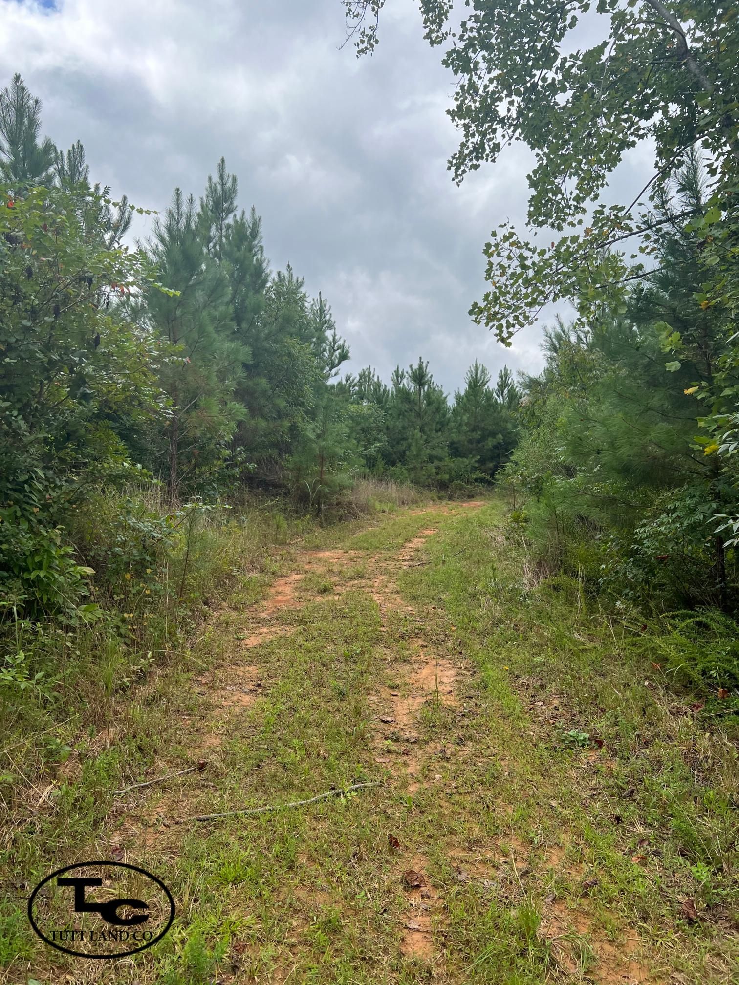 40 acres in Oakman, AL, 35579 MLS 40 +/ Acre Tuscaloosa County Calvary Timber T LandWatch