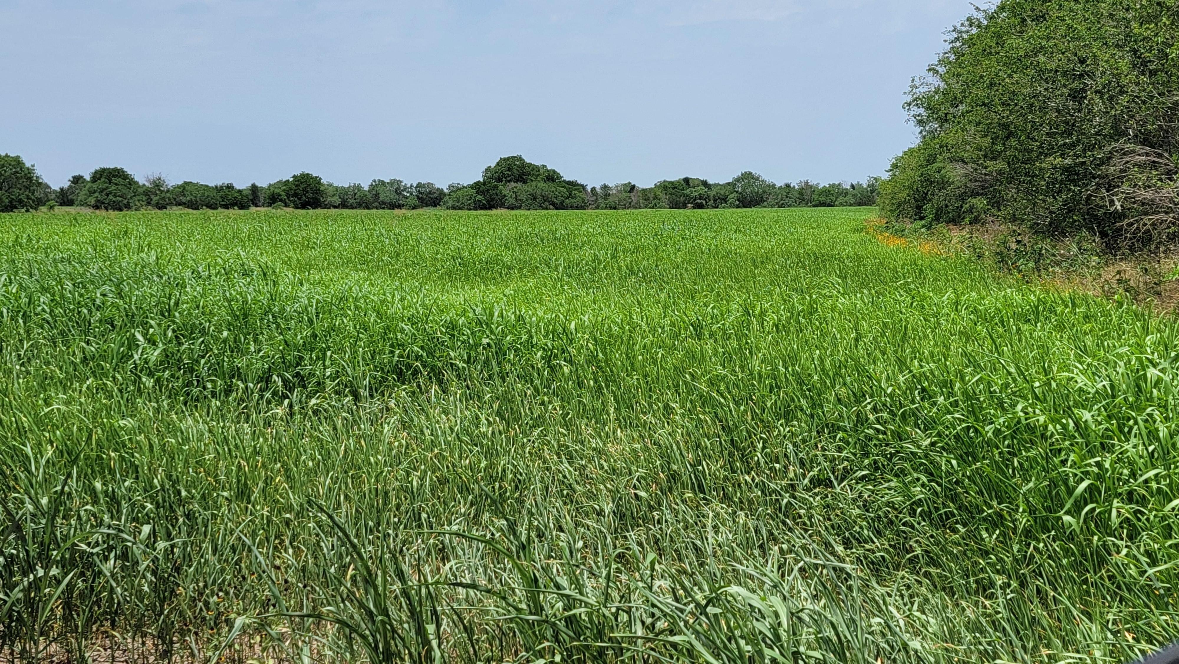 306 County Road 336, La Vernia, TX 78121 MLS 1730120 LandWatch