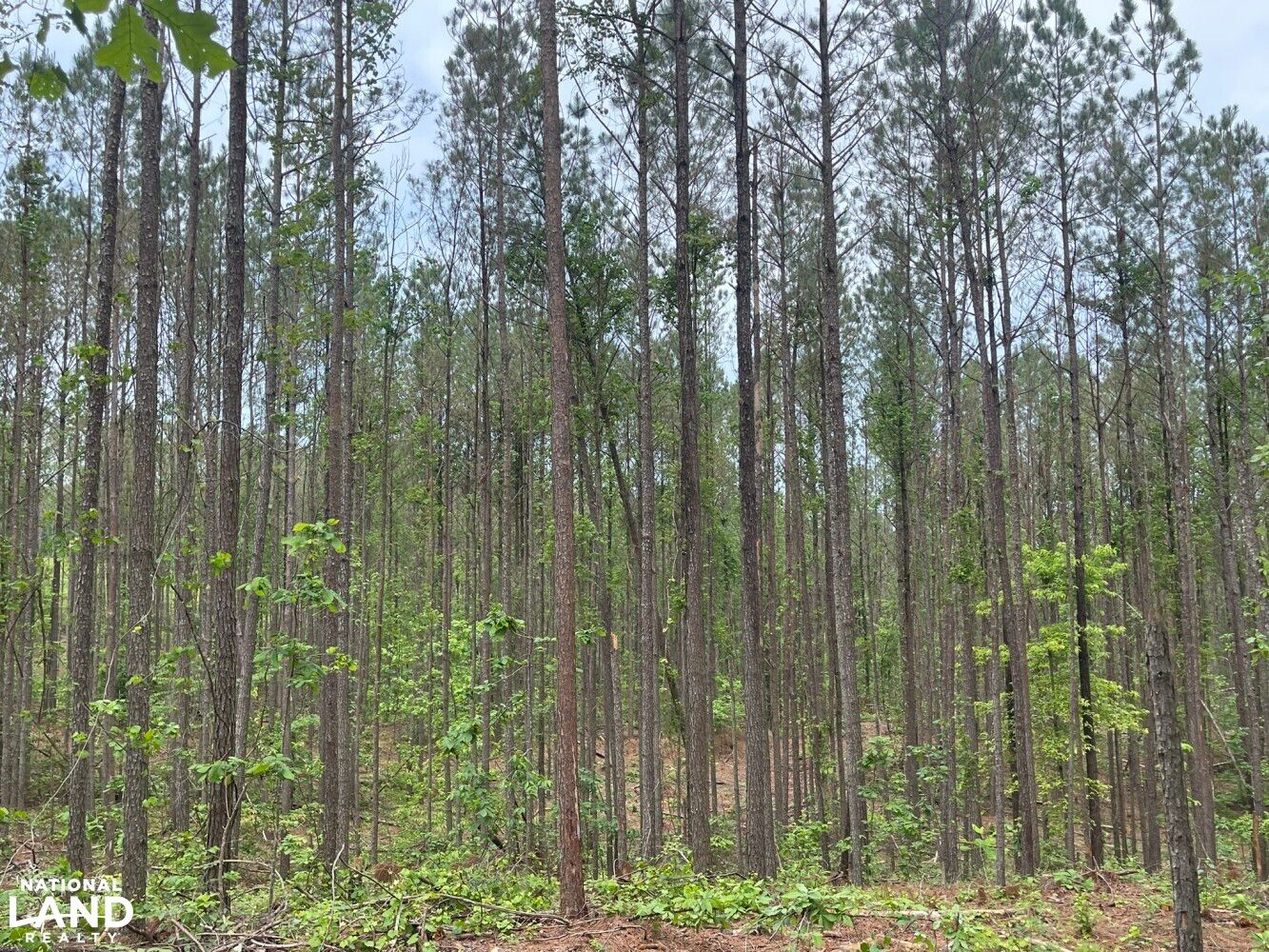 105 acres in Guin, AL, 35563 LandWatch