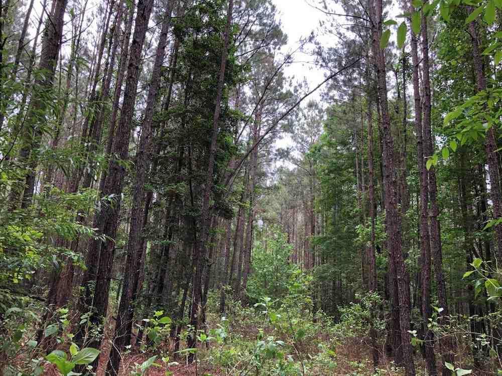 171 acres in Fordyce, AR, 71742 MLS 5087 Fordyce E LandWatch