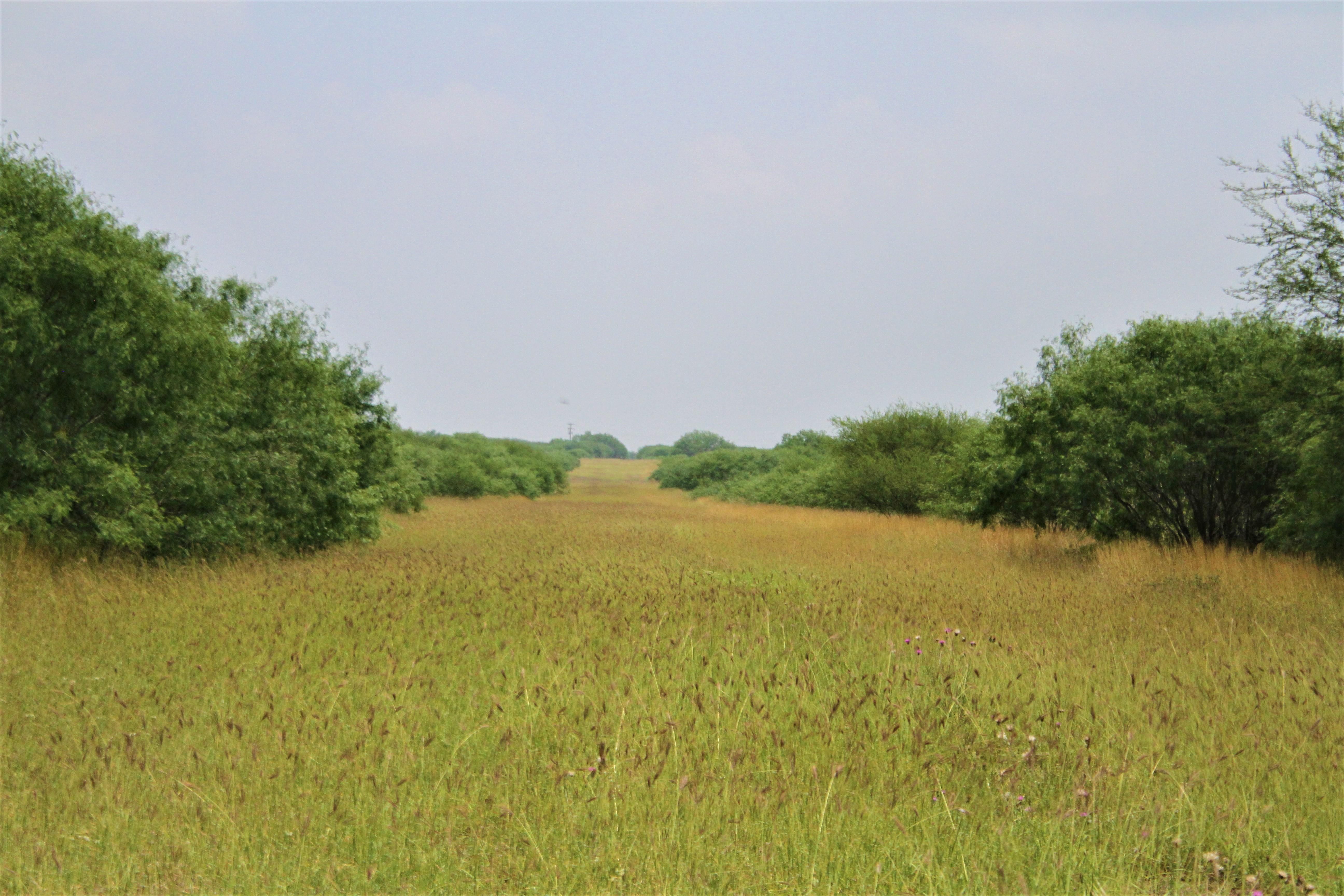 373 acres in Bluntzer, TX, 78380 LandWatch
