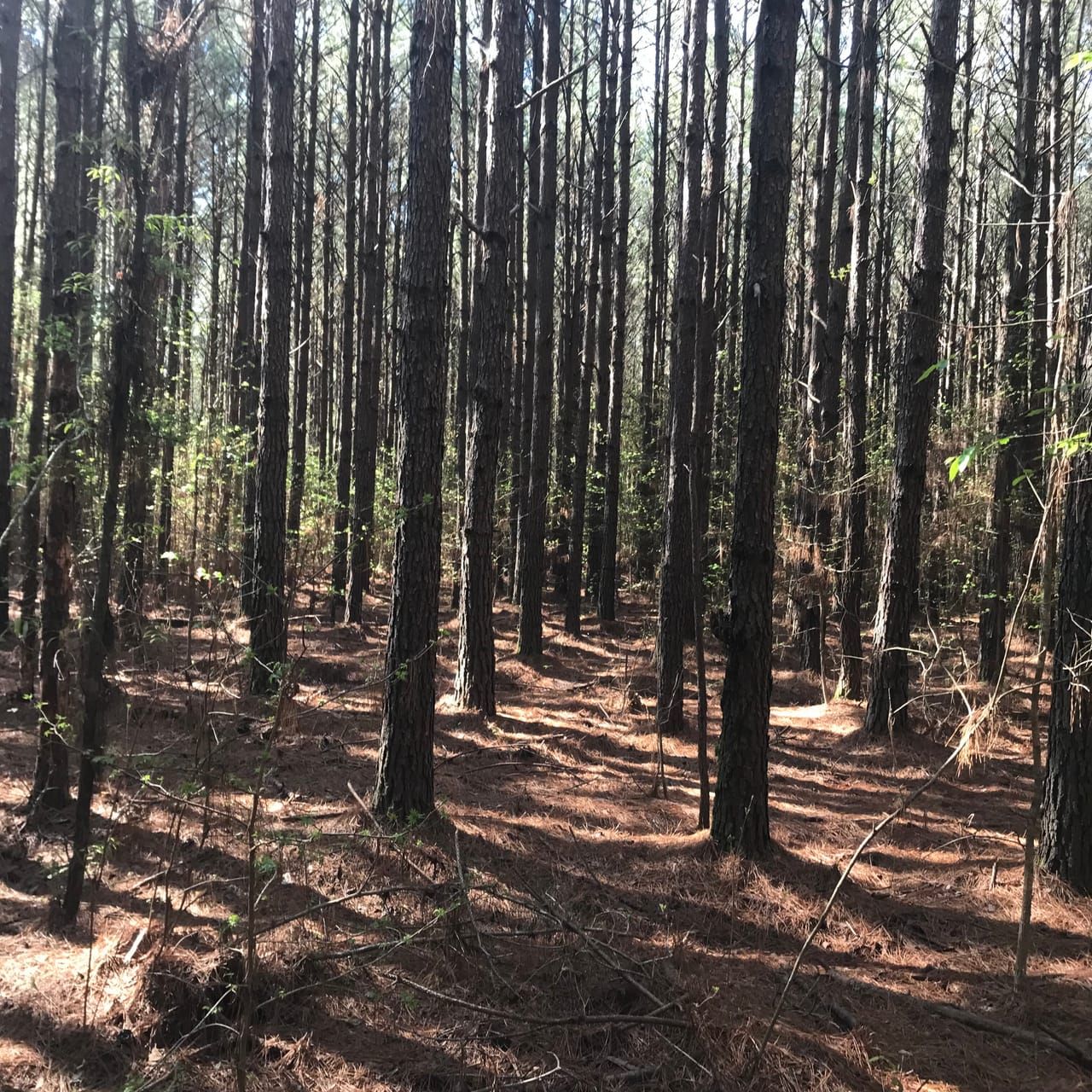 50 acres in Taylor, AR, 71861 LandWatch