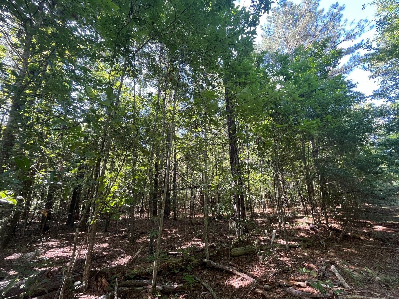 TBD Hwy 300, Barnwell, SC 29812 MLS 24014654 LandWatch