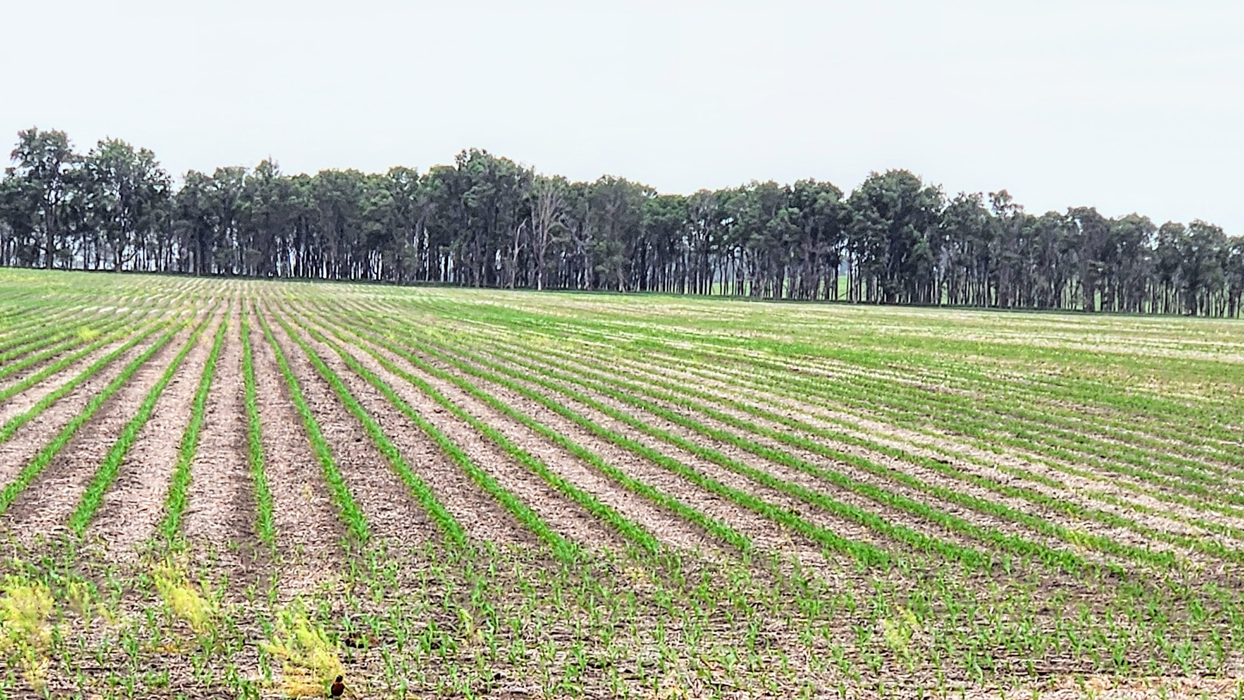 Redfield, Spink County, SD Undeveloped Land for auction Property ID