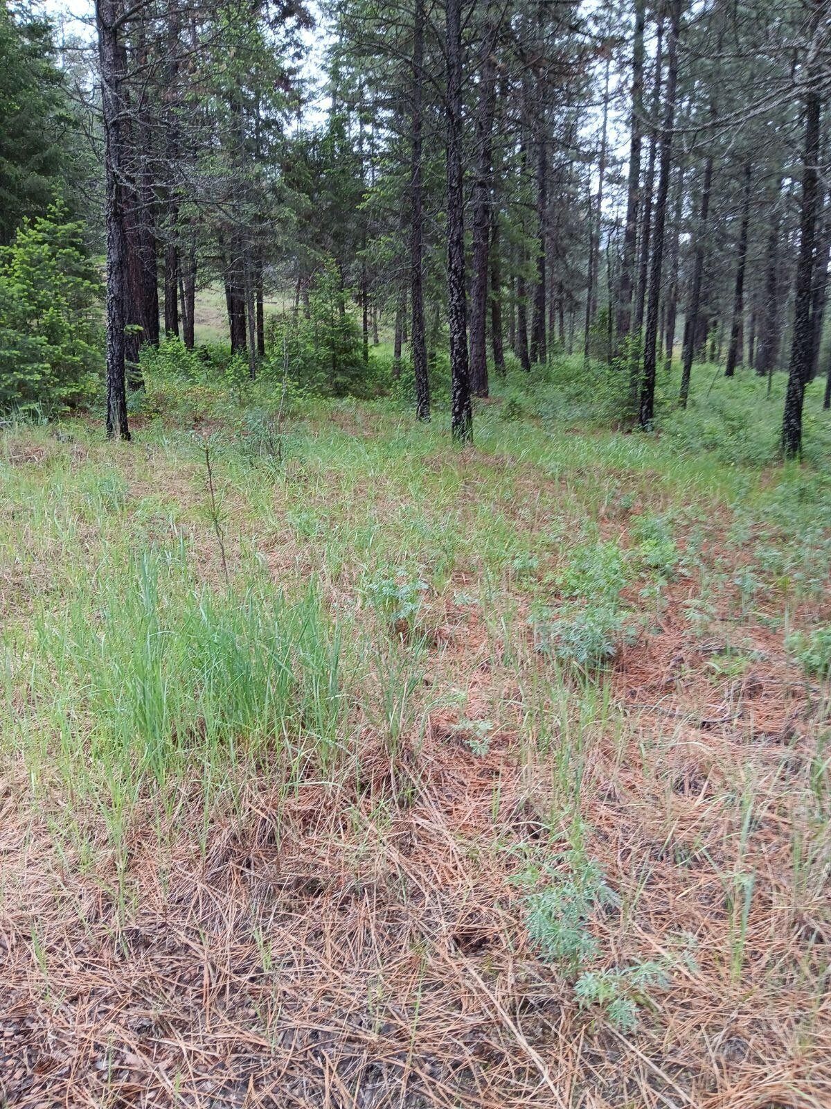 TBD SAND CREEK ROAD, Kettle Falls, WA 99141 MLS 43516 LandWatch