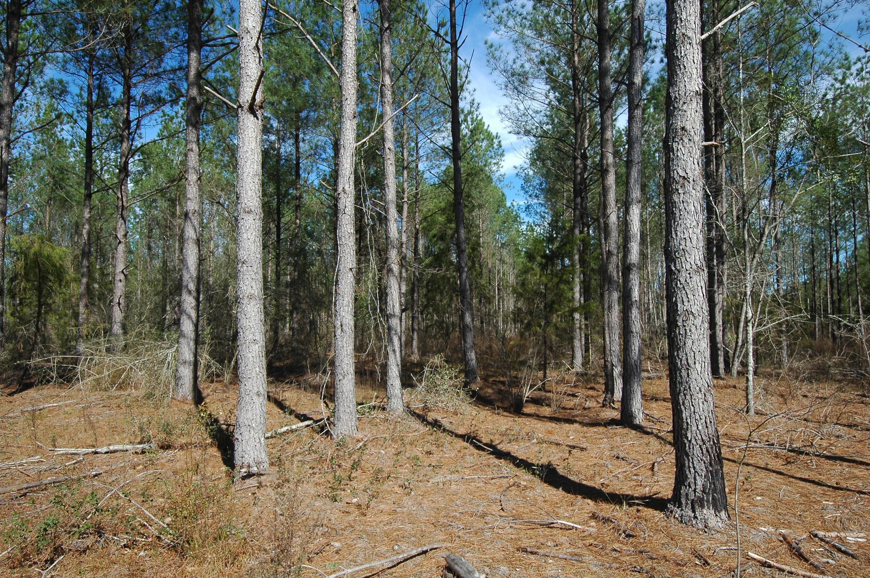 14 acres in Graceville, FL, 32440 MLS Kirland / Carswell Road