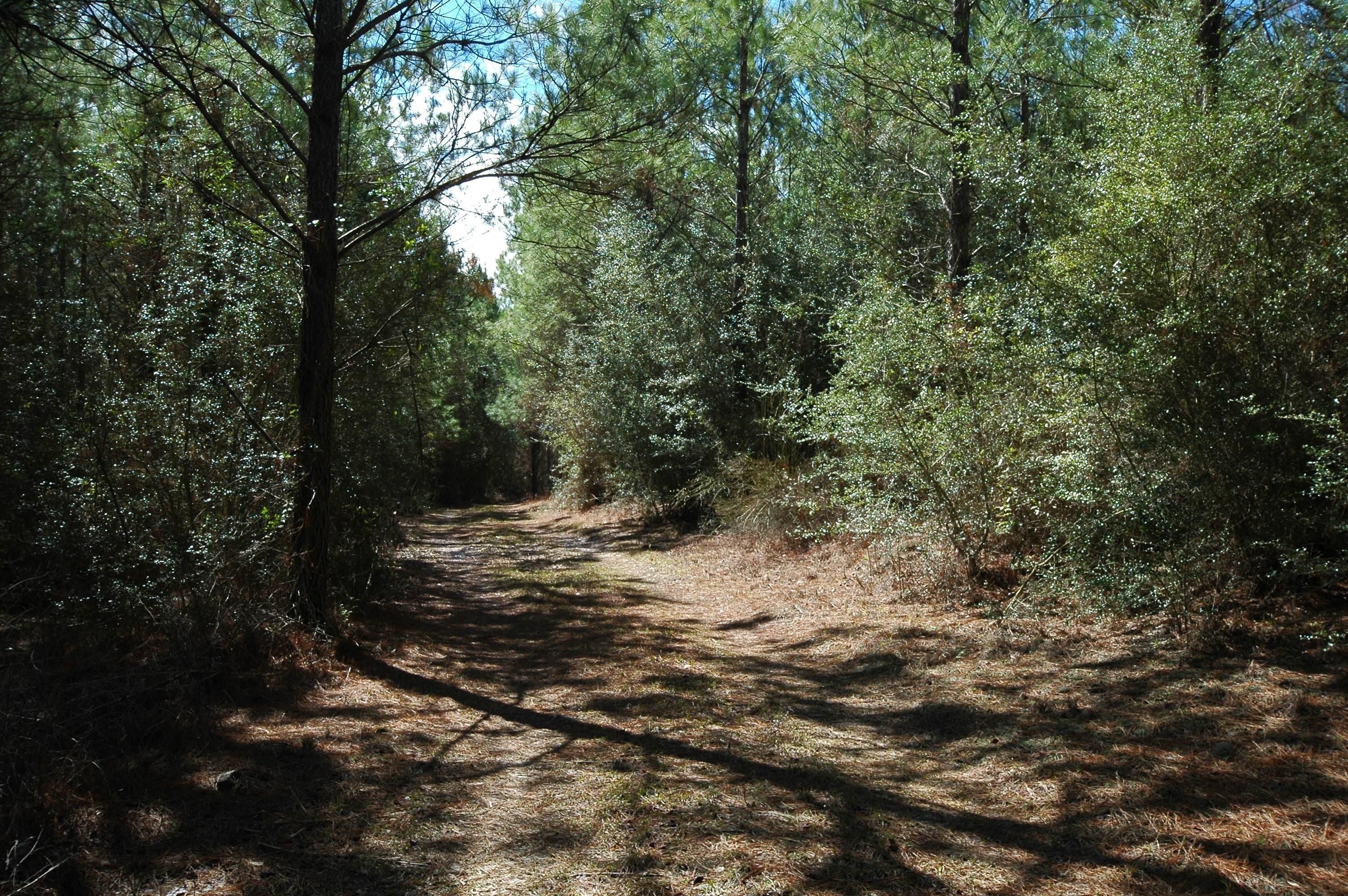 67 acres in Graceville, FL, 32440 MLS Graceville Tract LandWatch