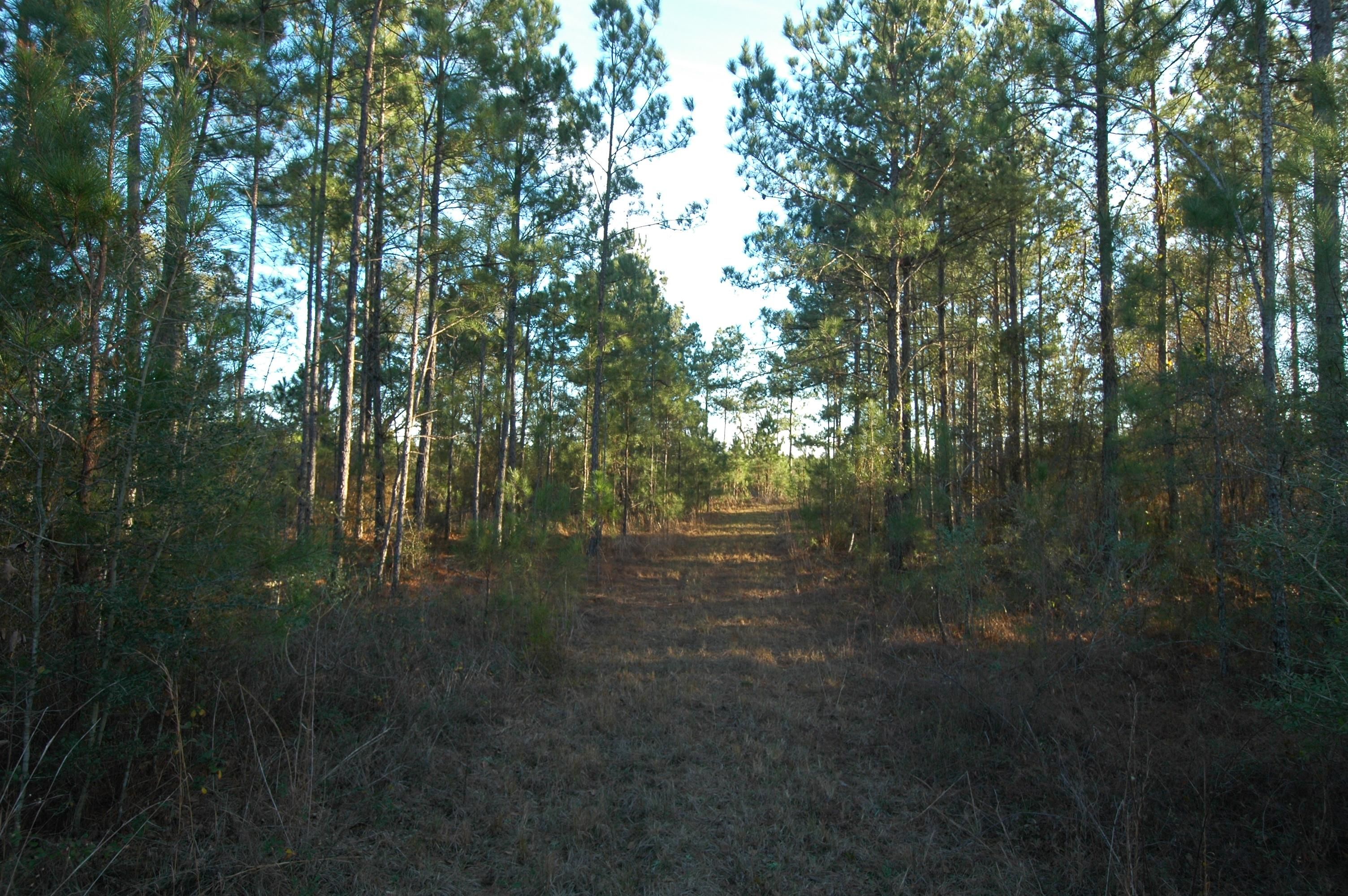 11 acres in Cottondale, FL, 32431 MLS Peanut Road LandWatch