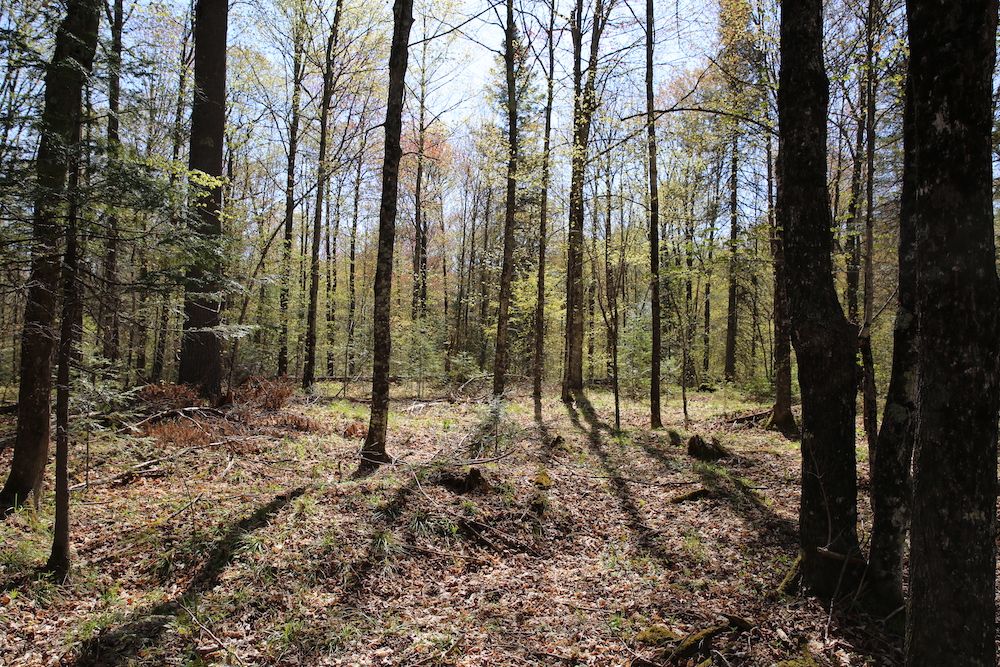 Brule Creek Road Lot WP001, Alvin, WI 54542 LandWatch