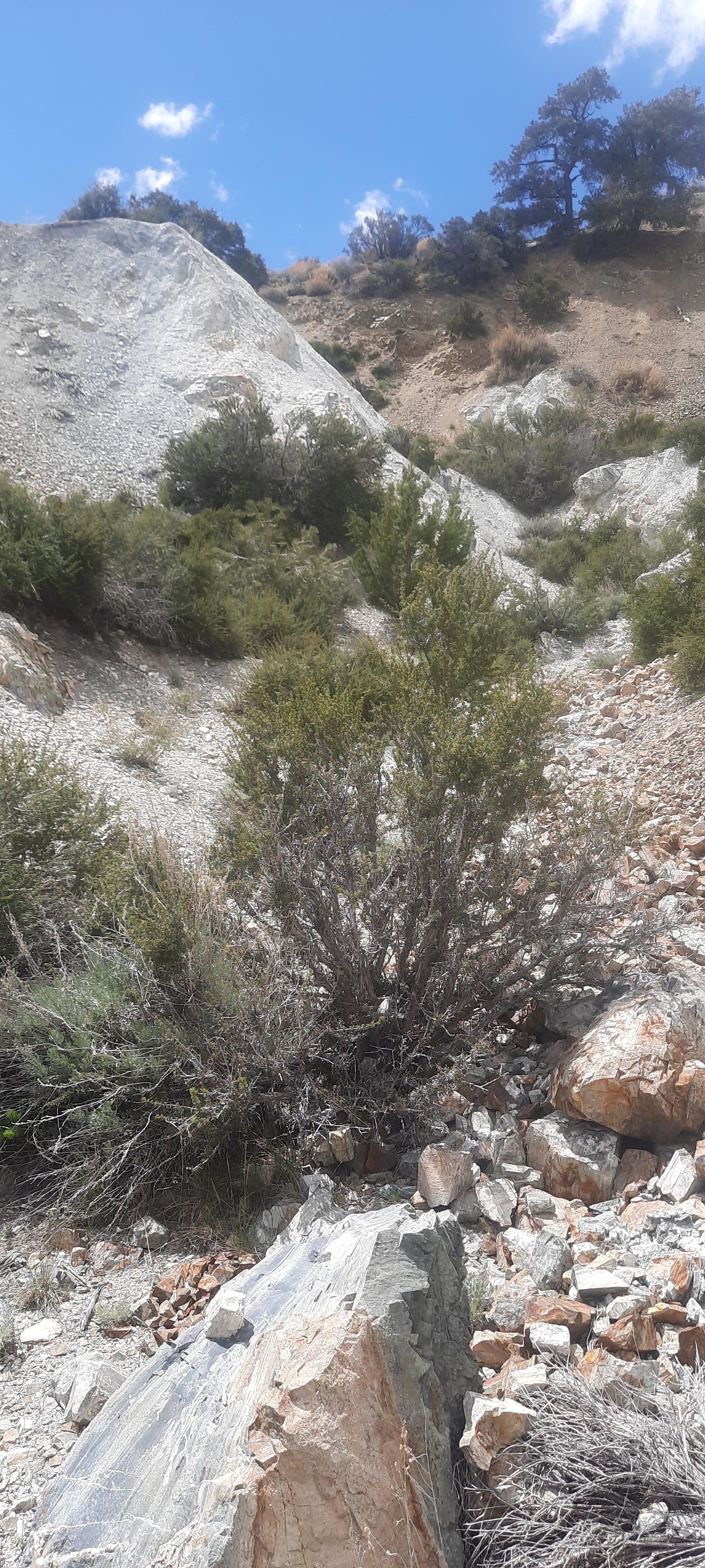 Sylvania Canyon Road, Lida, NV 89013 MLS Exclusive LandWatch