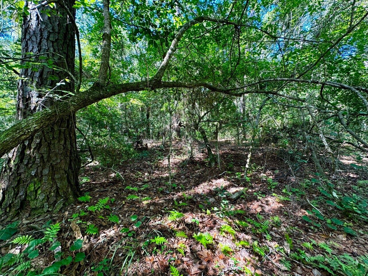 vacant-nw-little-cat-rd-madison-fl-32340-landwatch
