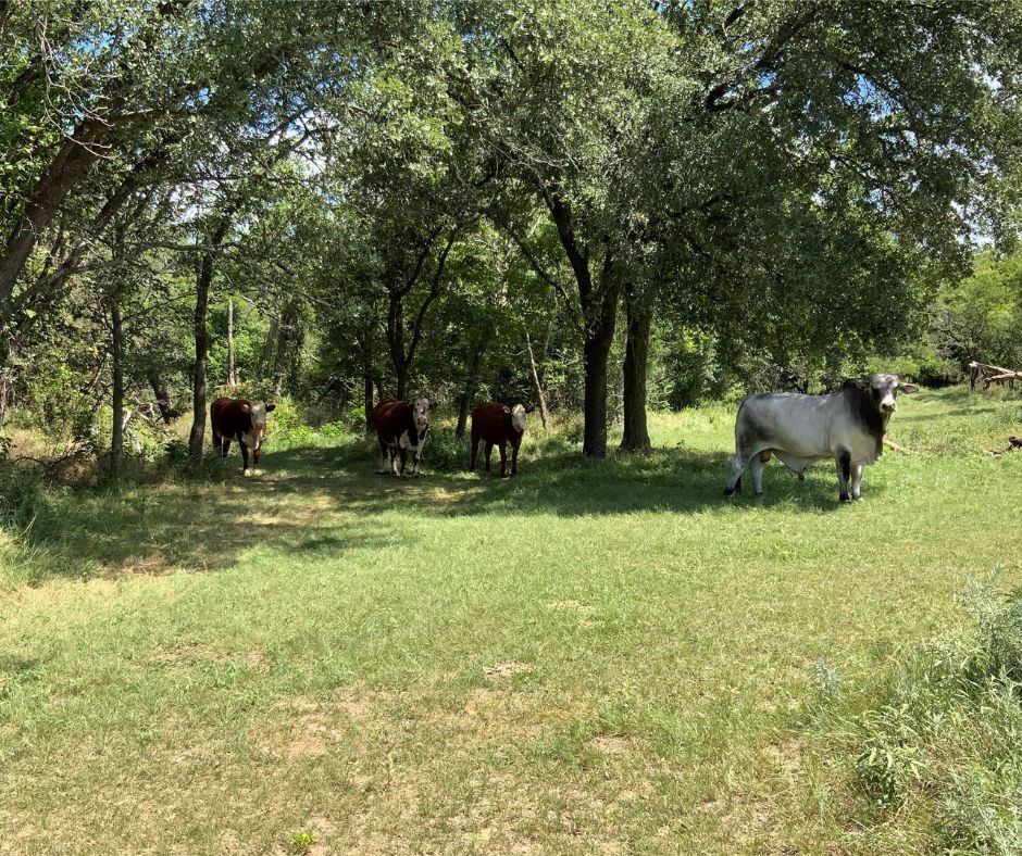 10051 County Road 321, Blanket, TX 76432 MLS 20655980 LandWatch