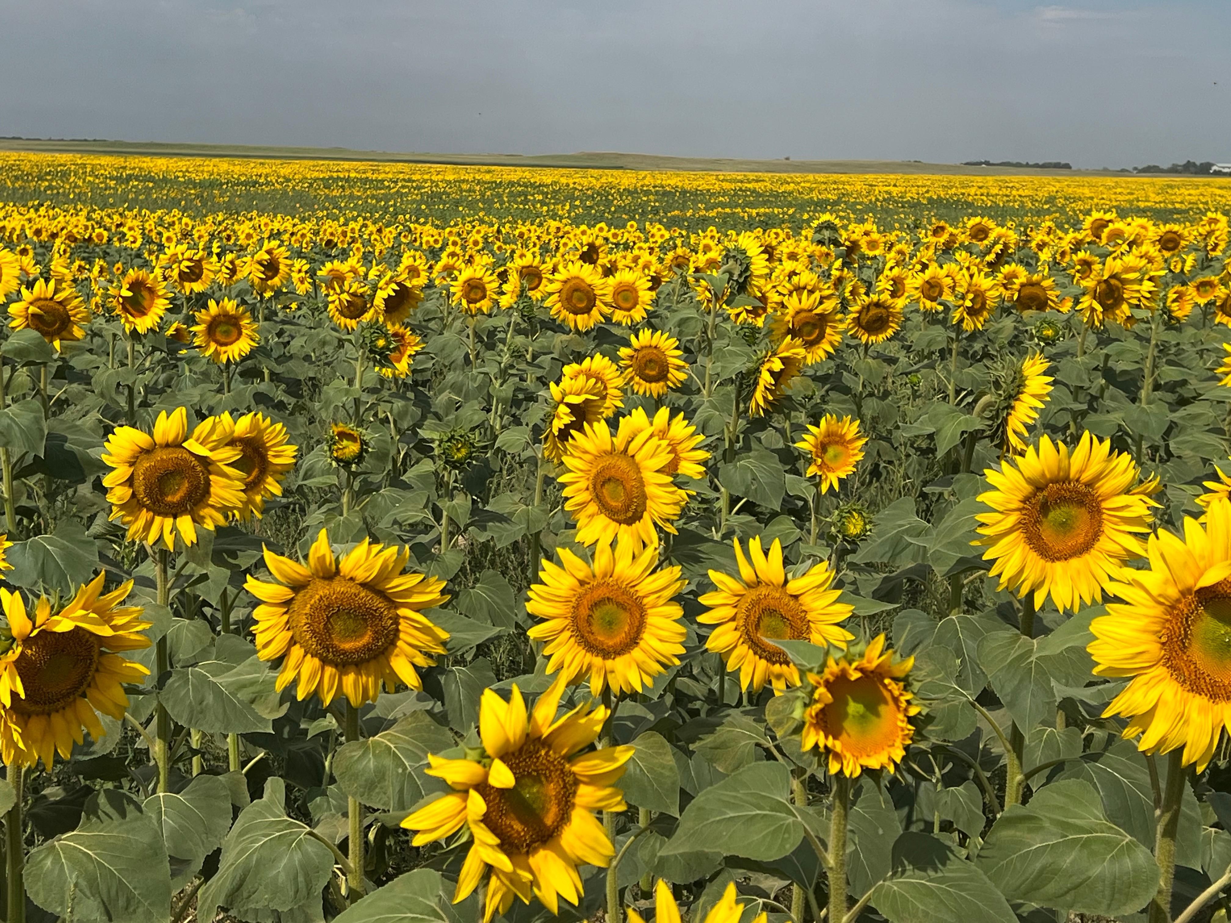 305.34 acres in Mott, ND, 58646 LandWatch