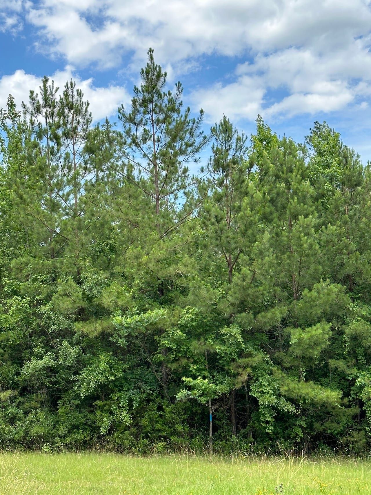 Appleton Road, Appleton, AL 36426 | LandWatch