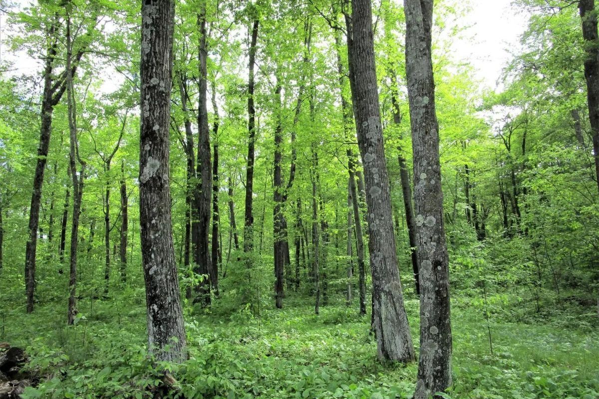 Golf Cir, Garrison, MN 56450 | MLS: Mille Lacs 0.17 Acres, 09-969-3060 ...