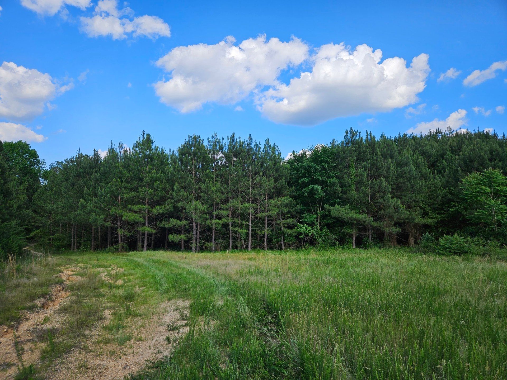 County Road 447, Piedmont, AL 36272 | LandWatch