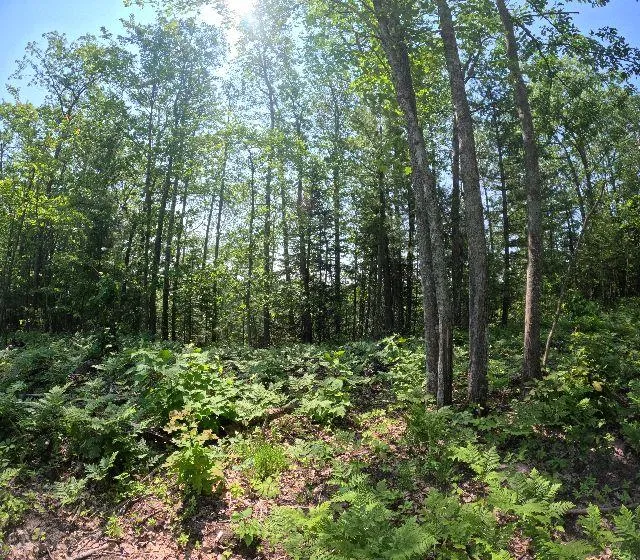 Michigan Land for Sale between 51 and 100 Acres 433 Listings LandWatch