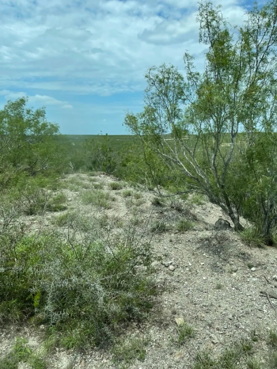 Rio Grande Plains Region, TX Land for Sale between 11 and 50 Acres 84 Listings LandWatch