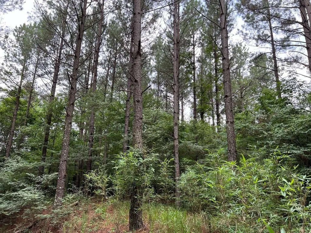 Tallahatchie County, MS Land for Sale 29 Listings LandWatch