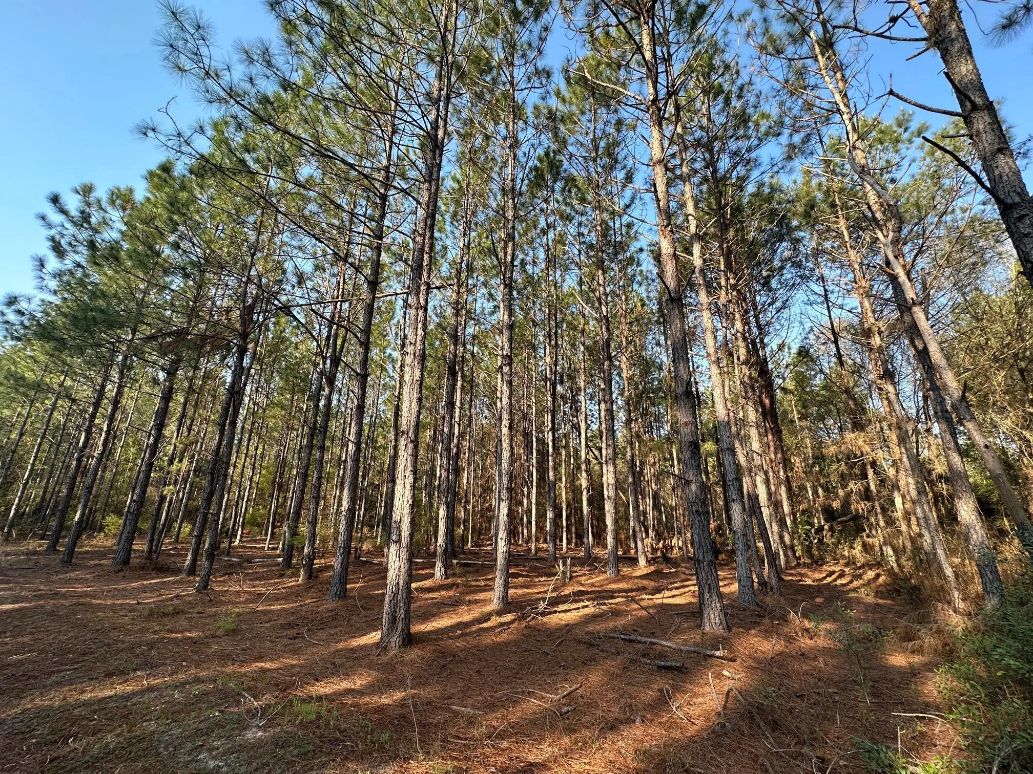 Berrien County, GA Land for Sale 66 Listings LandWatch