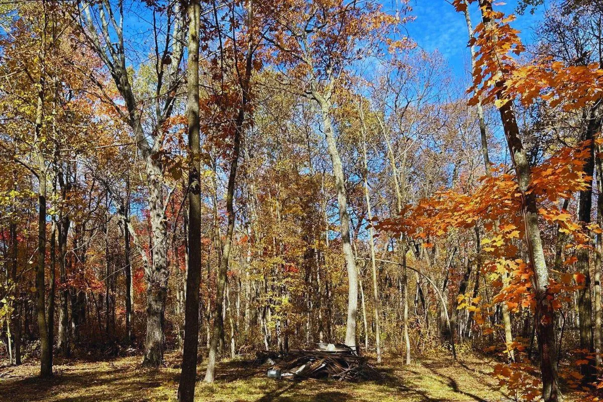 Minnesota Owner Financing Land for Sale up to 50K 14 Listings