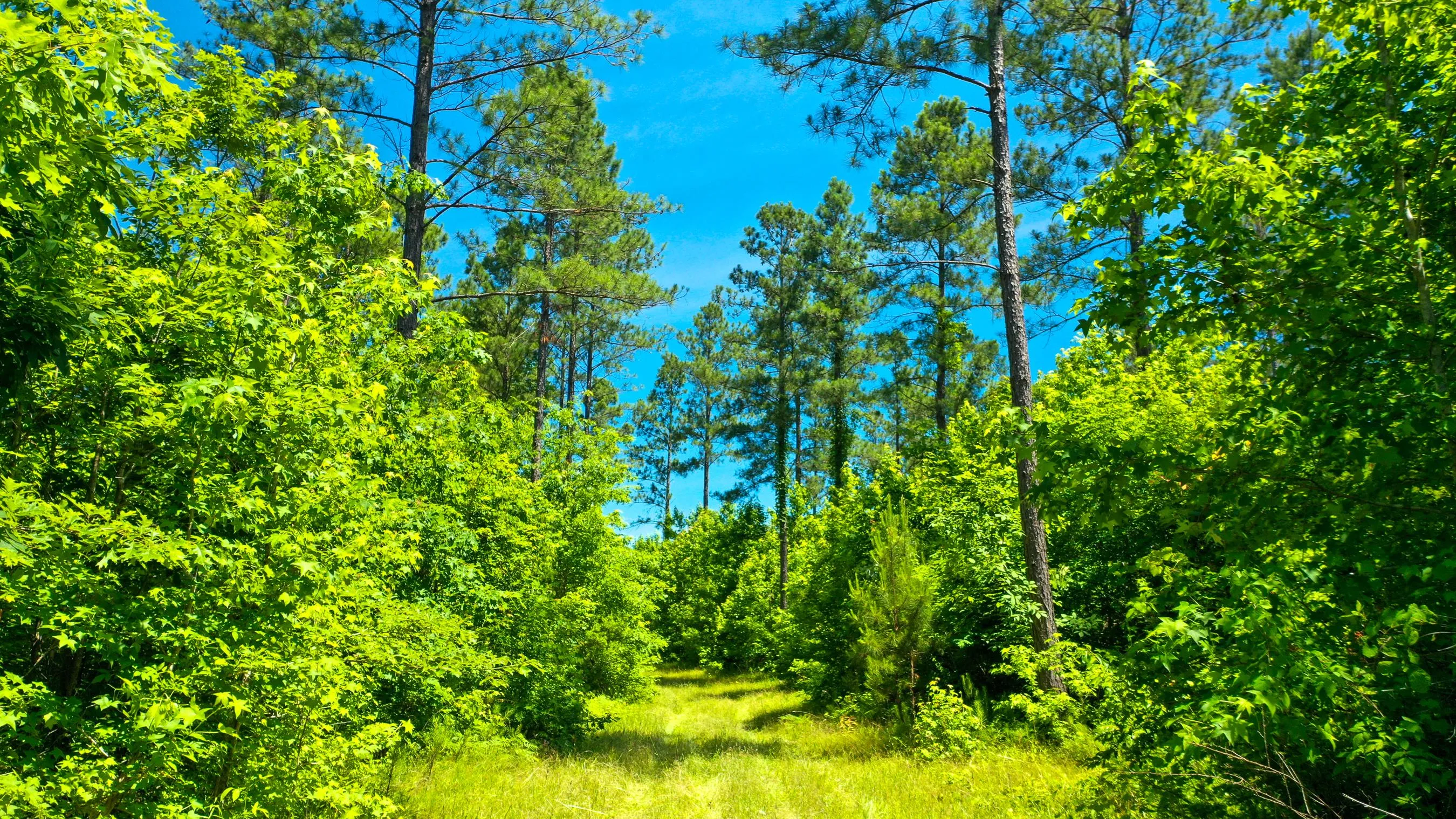 Hancock County, GA Land for Sale 90 Listings LandWatch