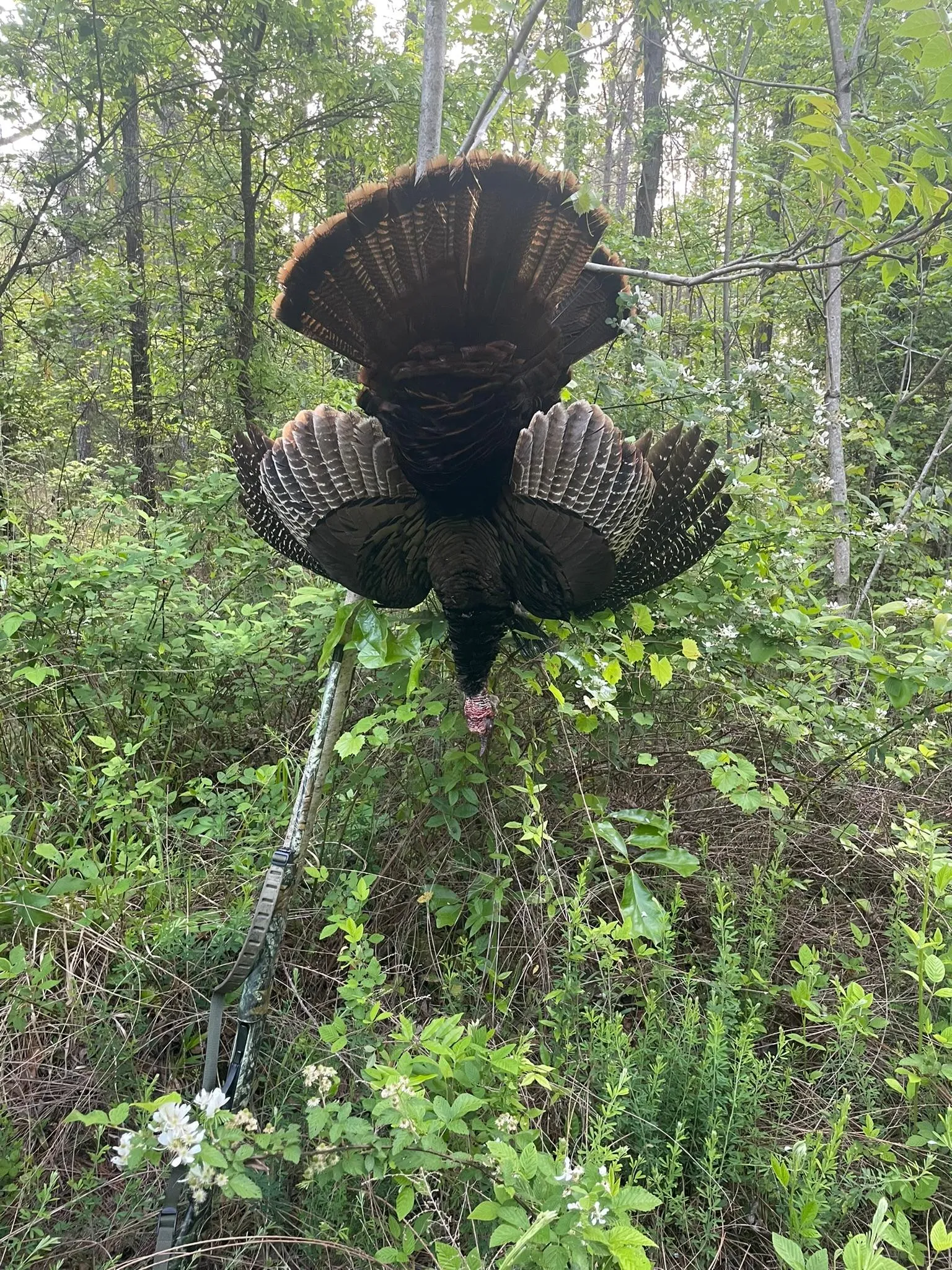 Fairfield County, SC Land for Sale 125 Listings LandWatch