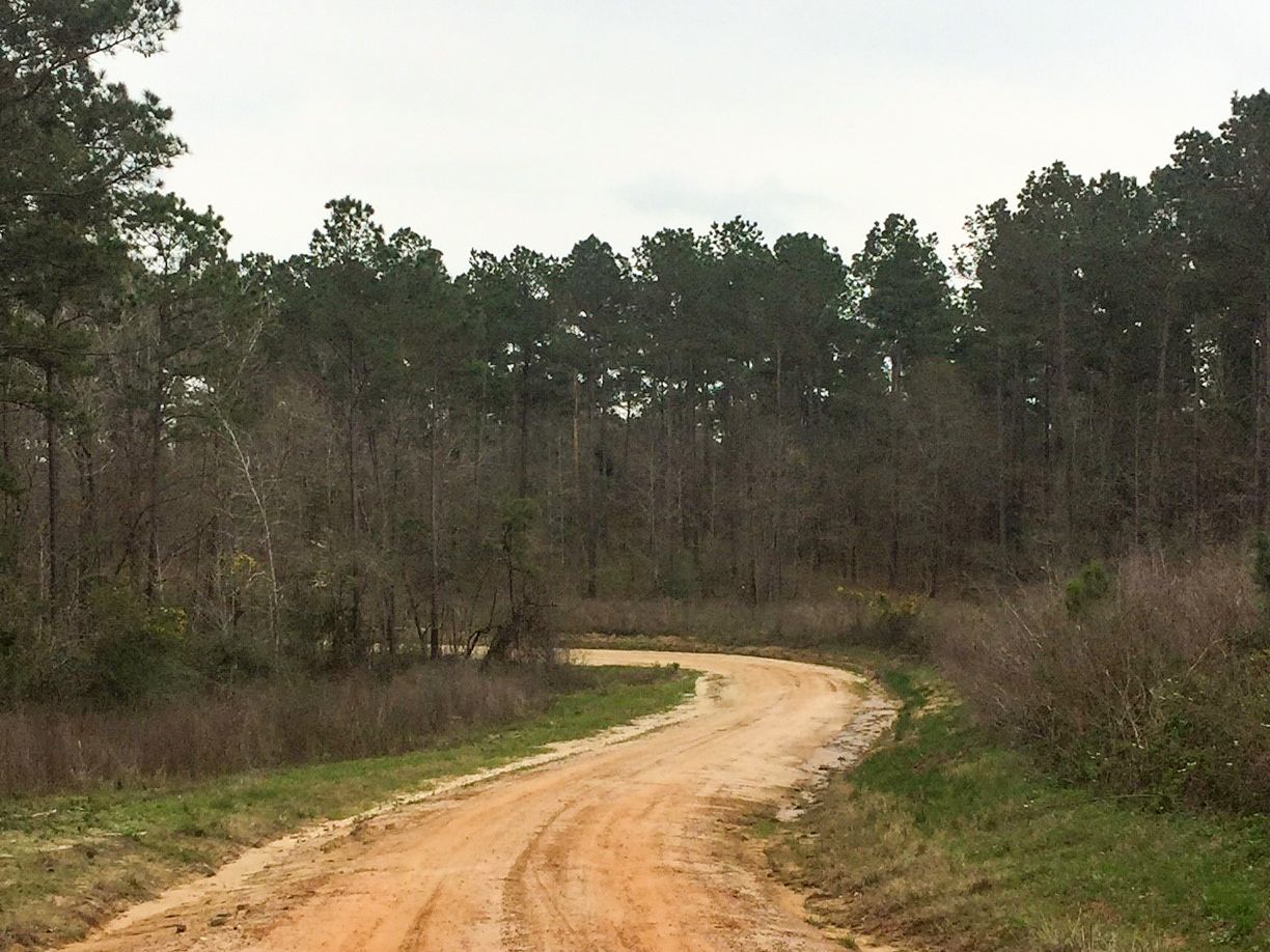 Point Blank, San Jacinto County, TX Recreational Property, Undeveloped