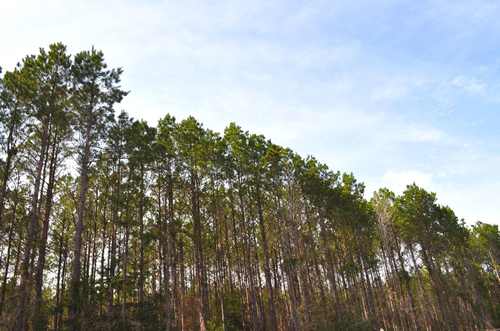 Carthage, Panola County, TX Farms and Ranches for sale Property ID