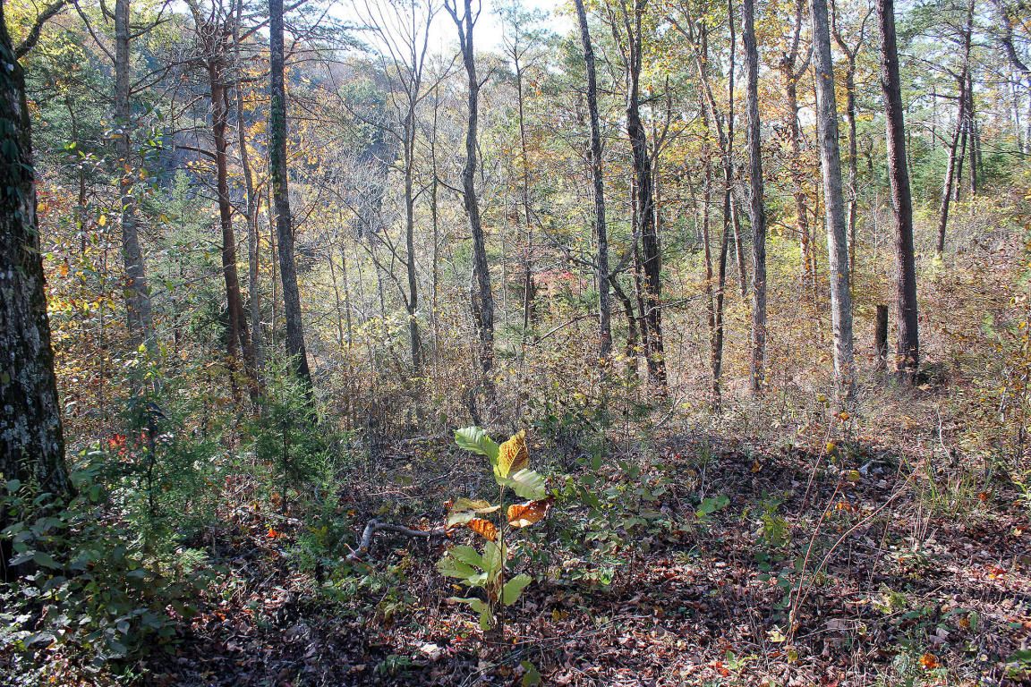 Monticello, Wayne County, KY Homesites for sale Property ...