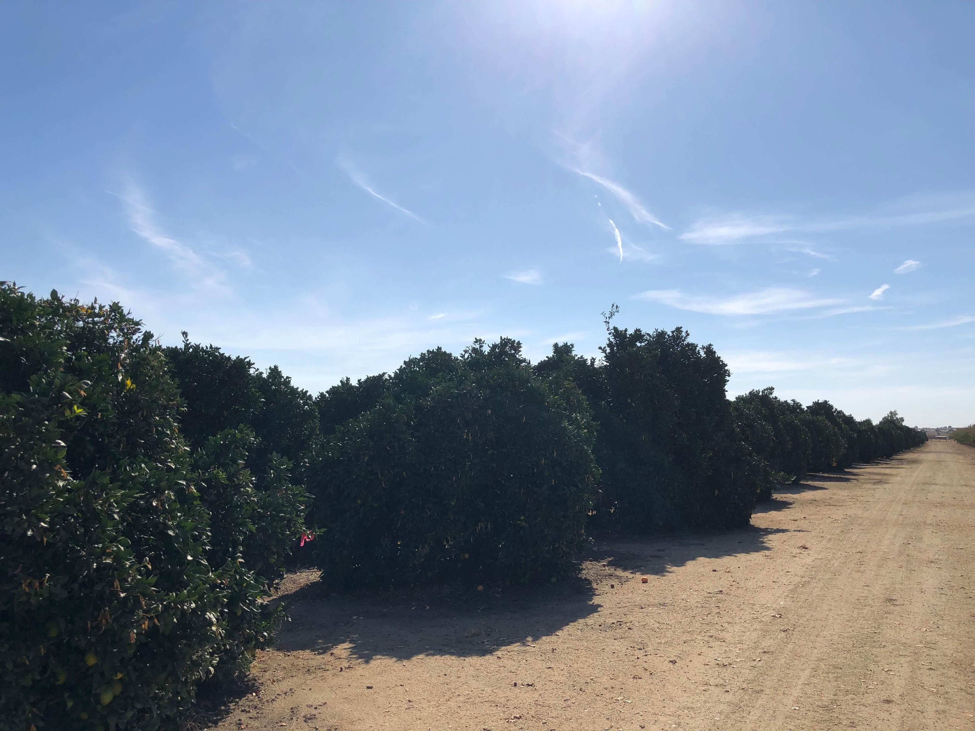 Terra Bella, Tulare County, CA Farms and Ranches for sale Property ID