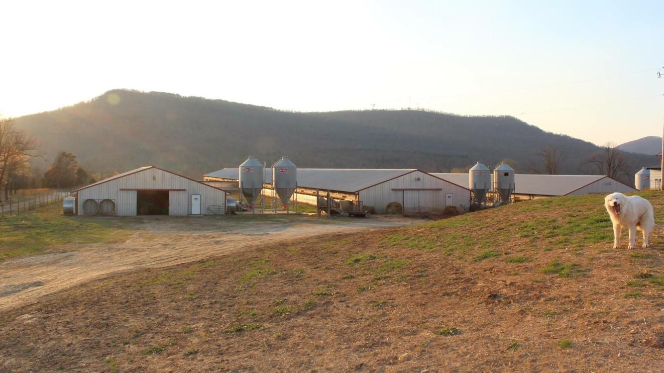 Western Grove, Newton County, AR Undeveloped Land for sale Property ID