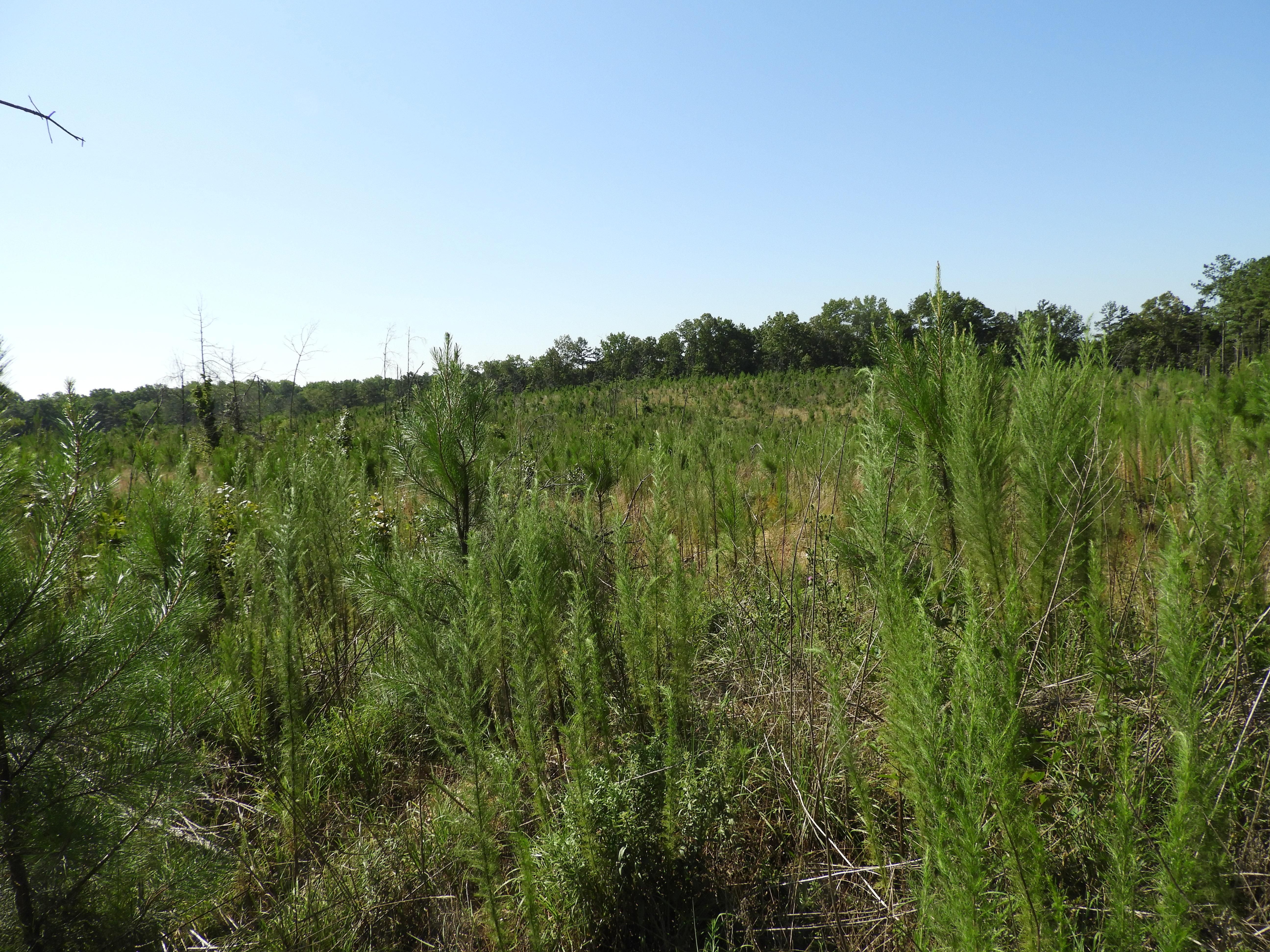 Kingston, Bartow County, GA Recreational Property, Undeveloped Land for