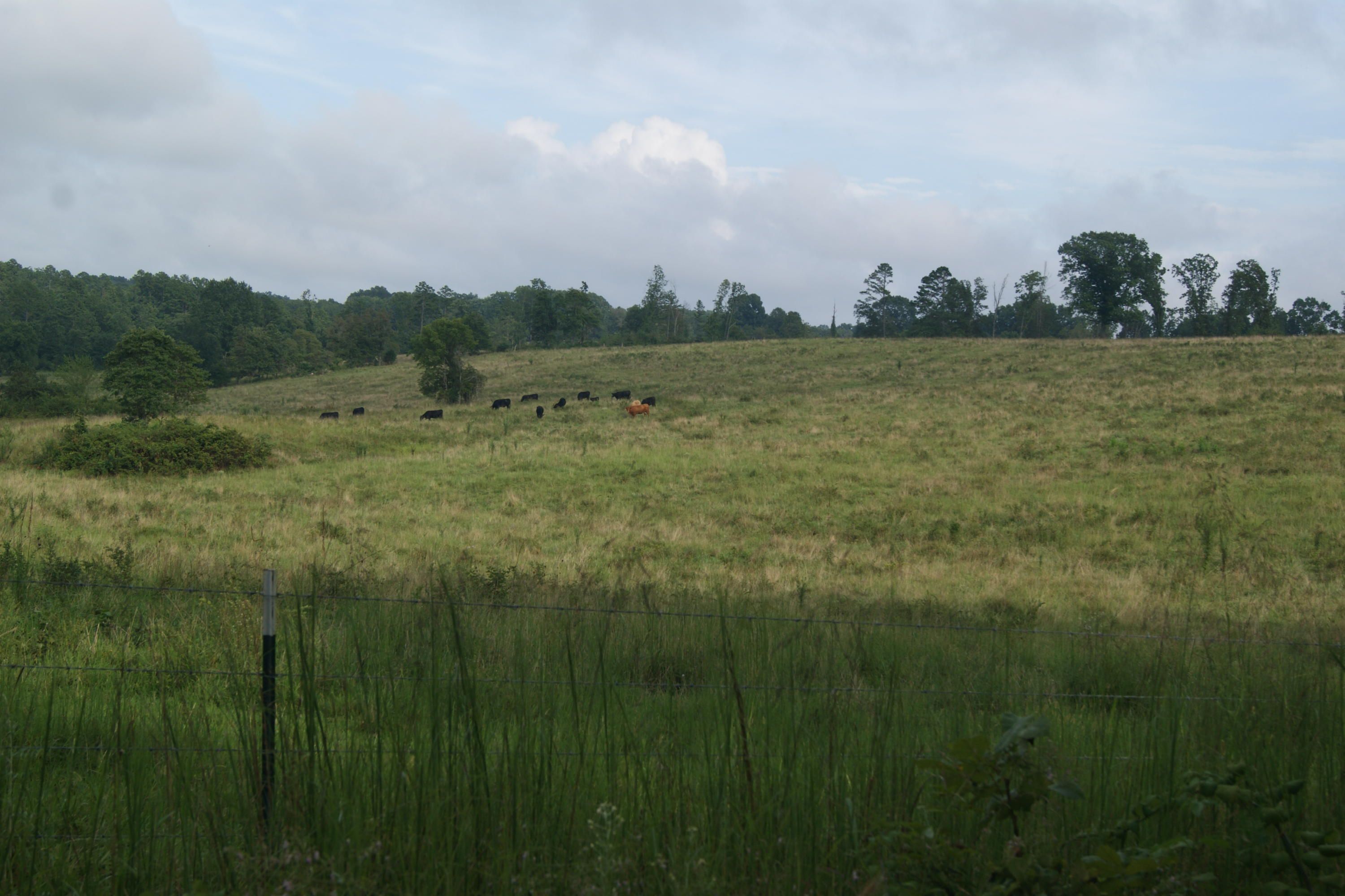 Birch Tree, Shannon County, MO Undeveloped Land for sale Property ID