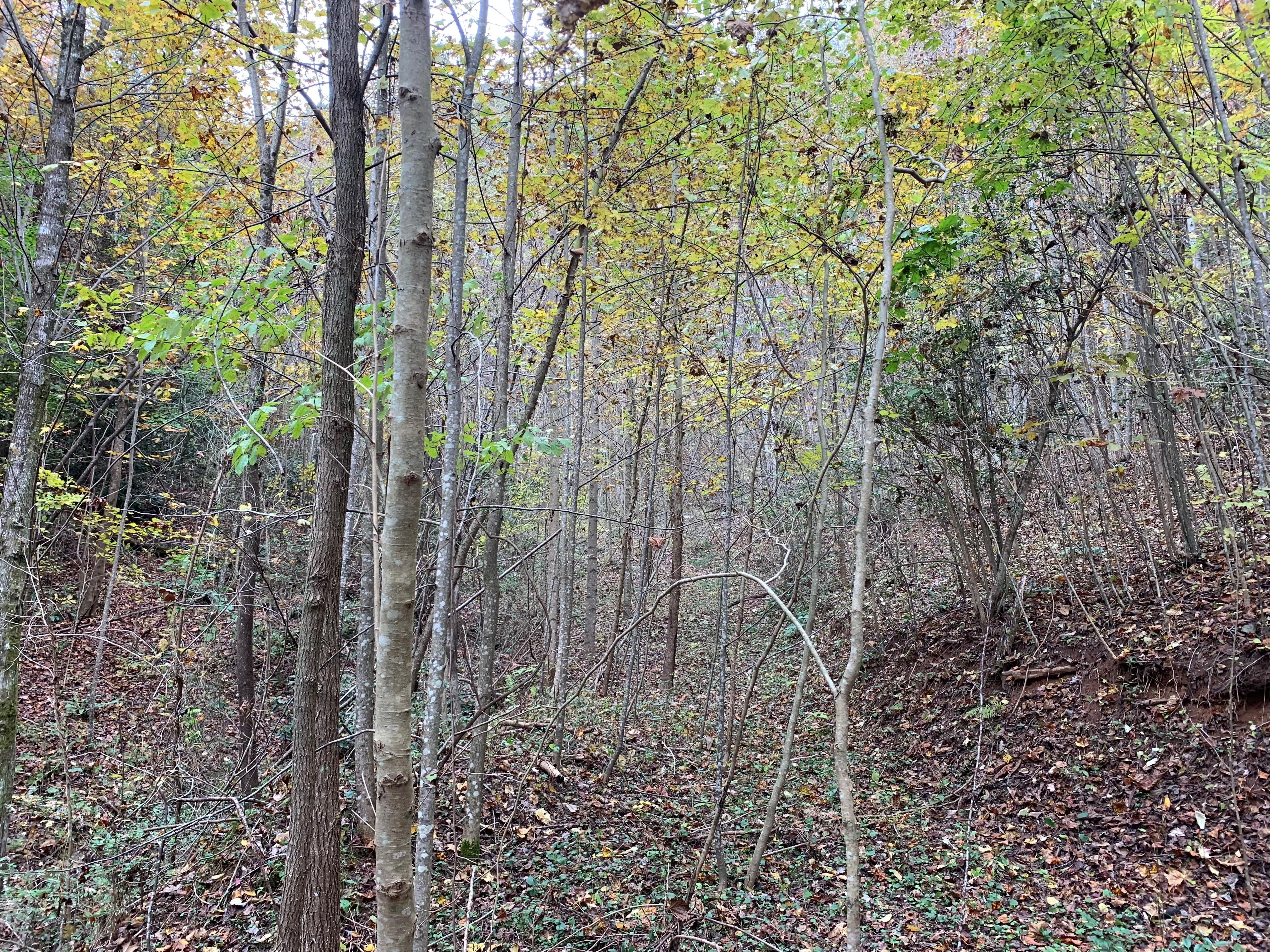 Millers Creek, Wilkes County, NC Recreational Property, Hunting