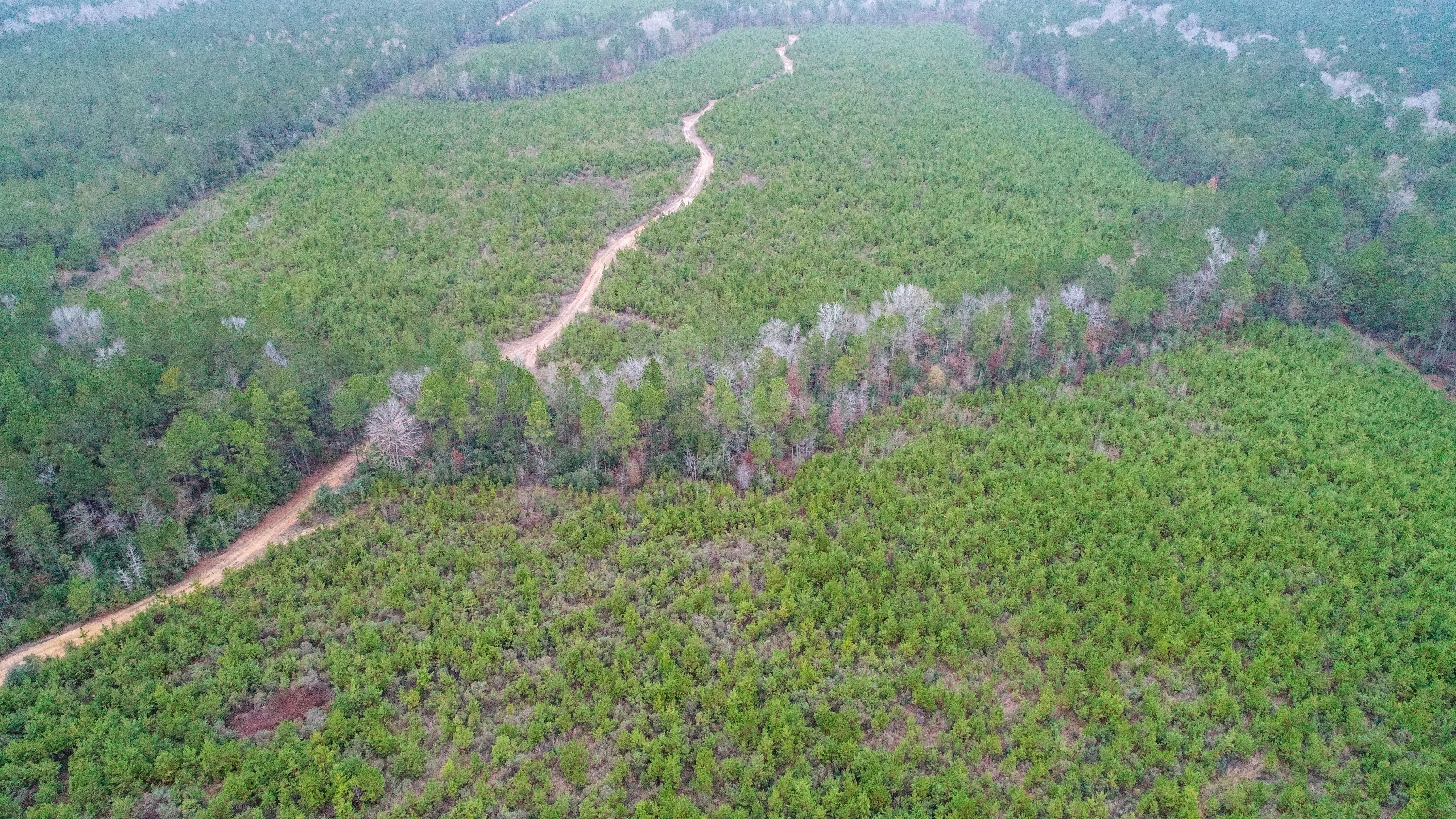 Dry Creek, Beauregard Parish, LA Recreational Property, Timberland