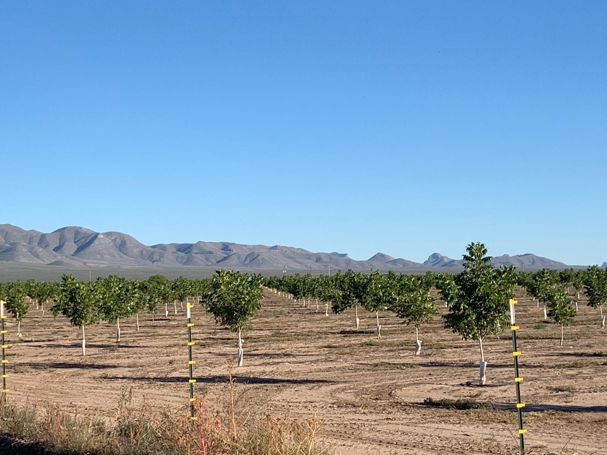 Elfrida, Cochise County, AZ Farms and Ranches, Recreational Property
