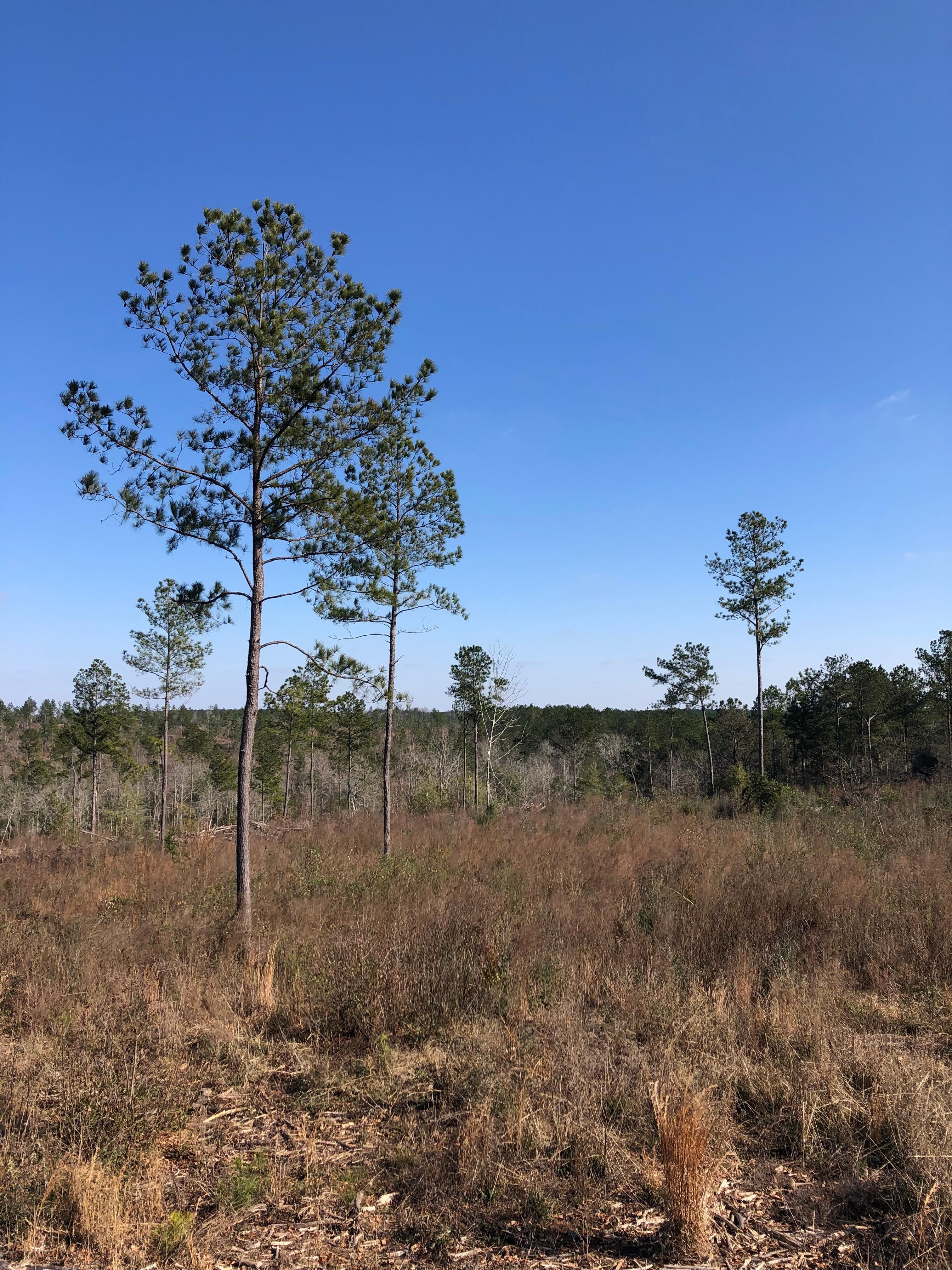 Red Level, Covington County, AL Timberland Property for sale Property