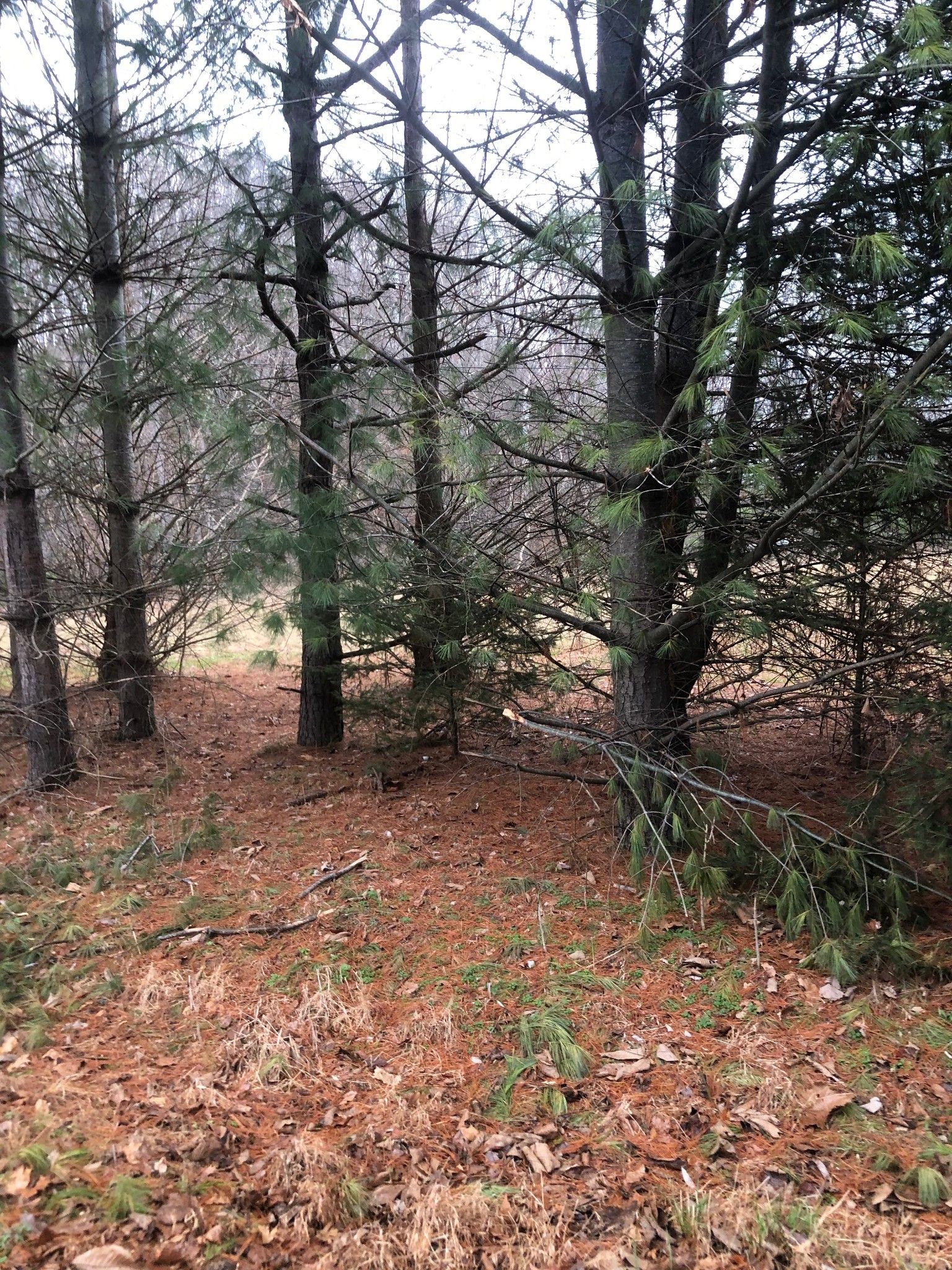 Indian Mound, Stewart County, TN Undeveloped Land, Homesites for sale