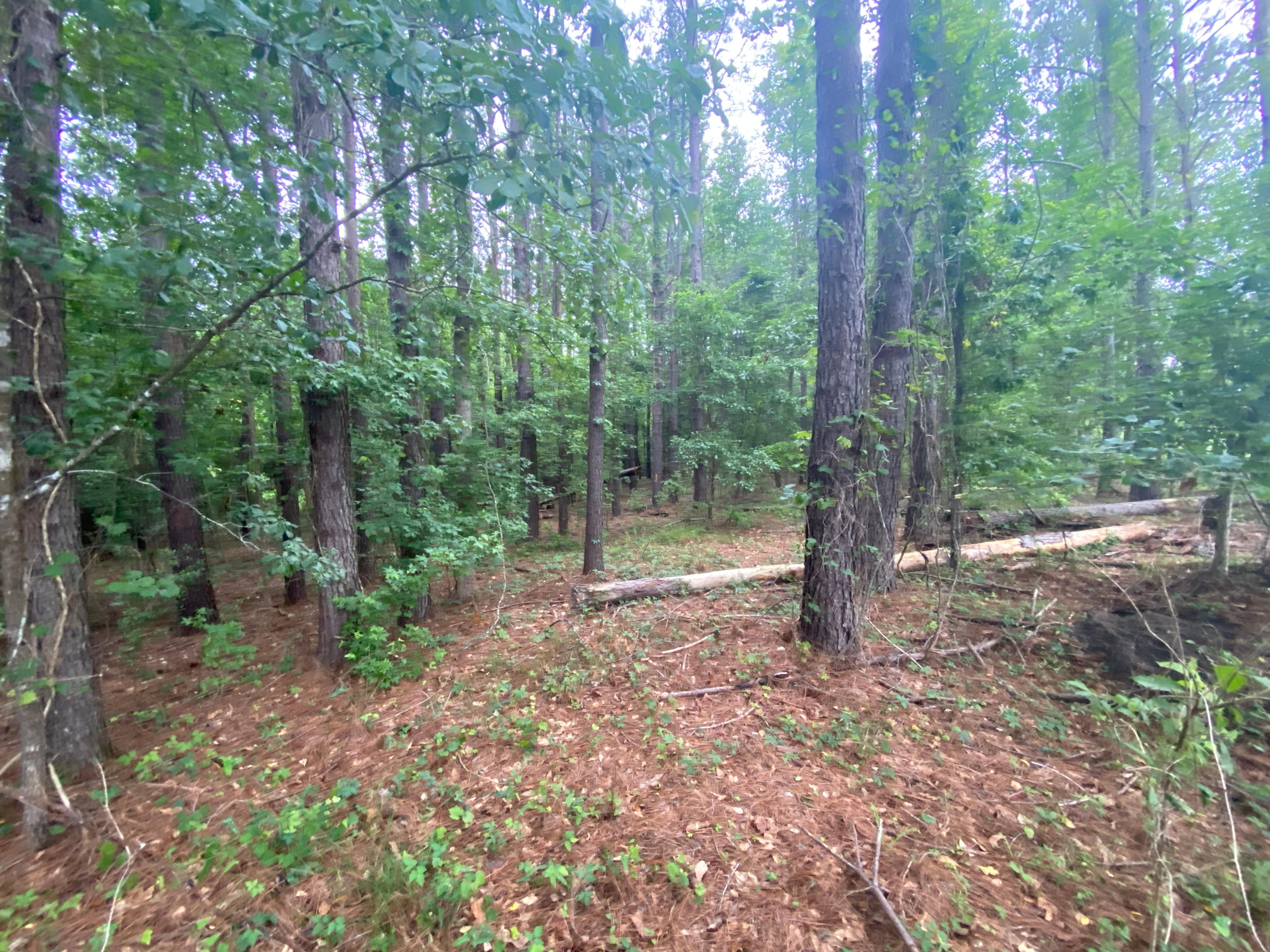 Bamberg, Bamberg County, SC Undeveloped Land for sale Property ID