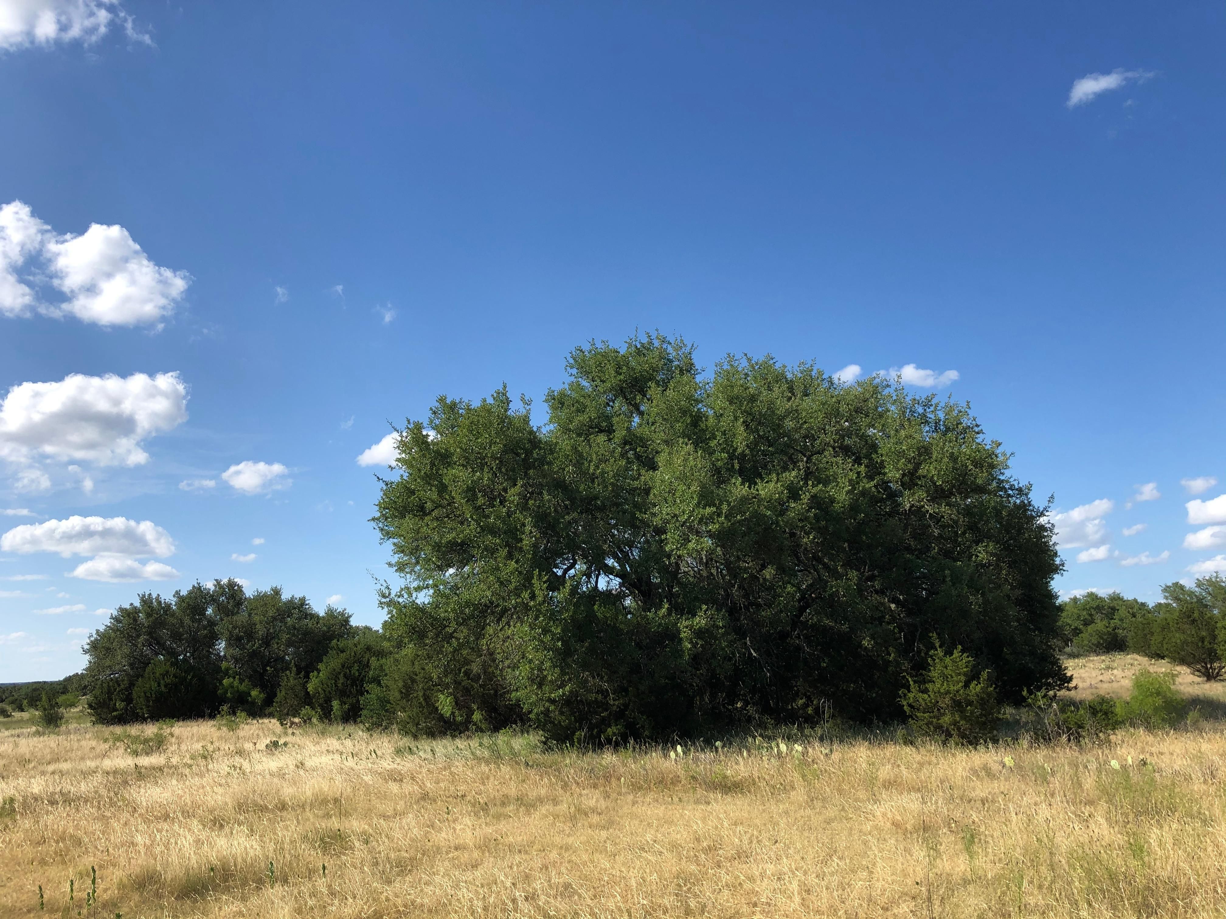 Mason, Mason County, TX Farms and Ranches, Recreational Property