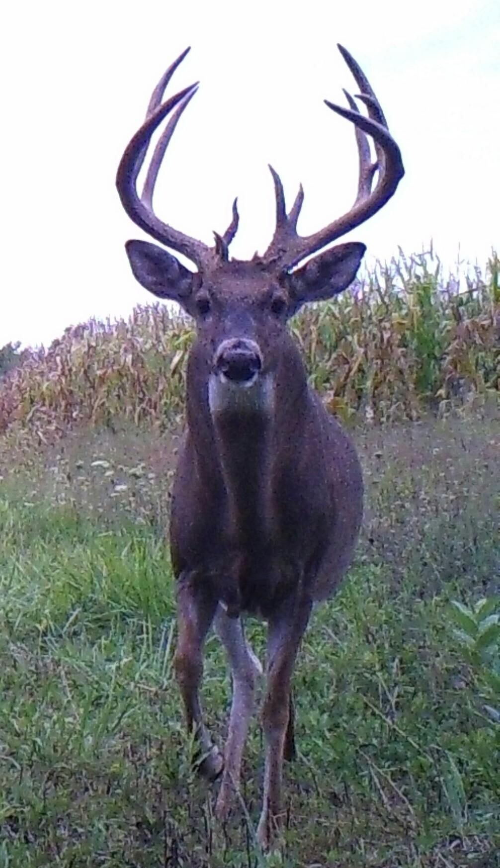 South Haven, Van Buren County, MI Recreational Property, Timberland