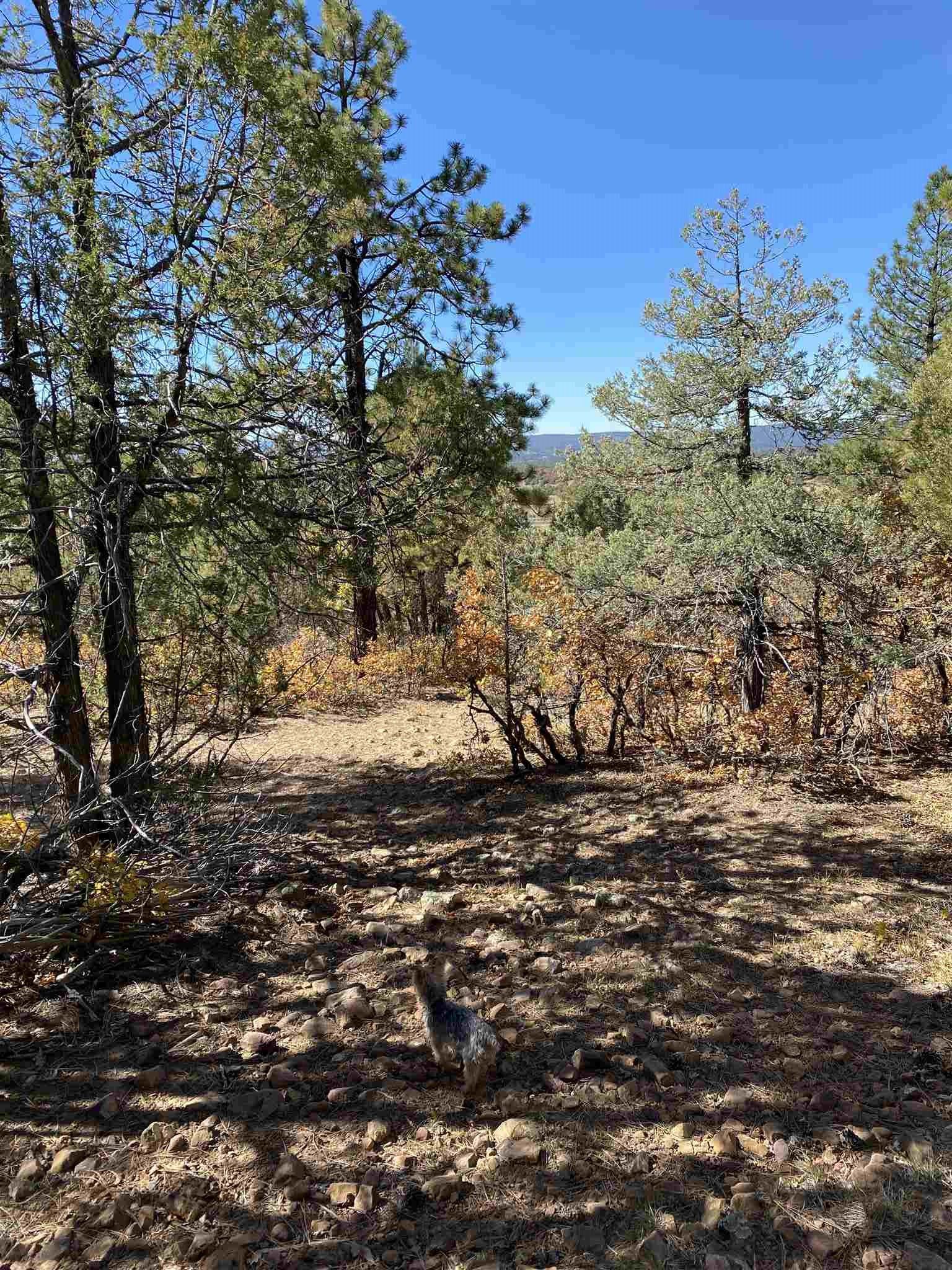 Chama, Rio Arriba County, NM Undeveloped Land, Homesites for sale