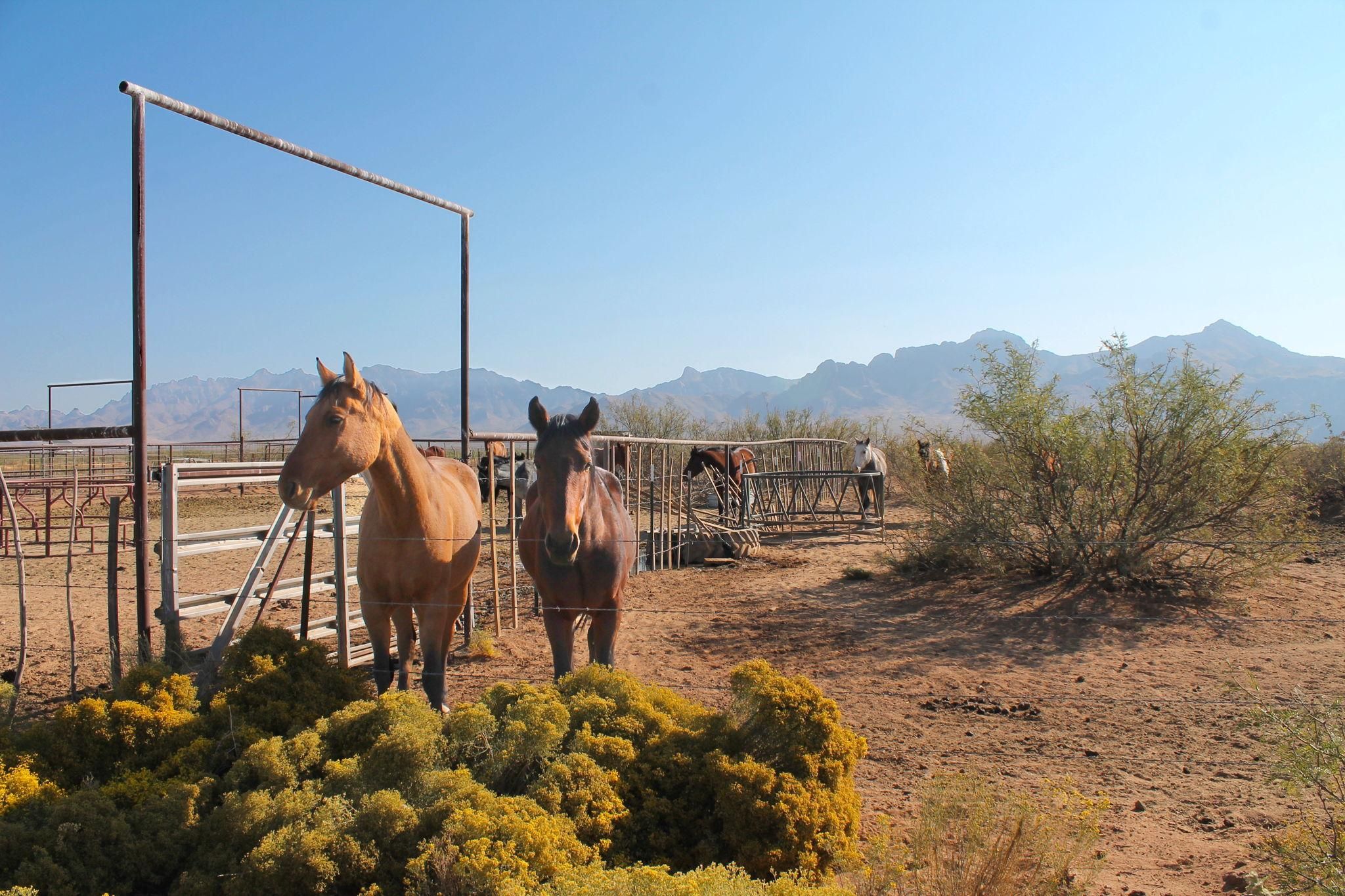 Deming, Luna County, NM Farms and Ranches, Horse Property, House for