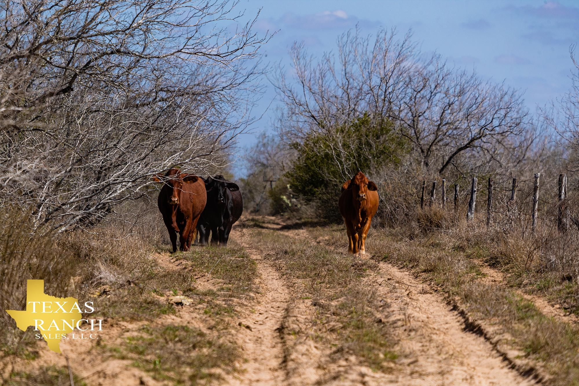 Santa Elena, Starr County, TX Farms and Ranches, Recreational Property