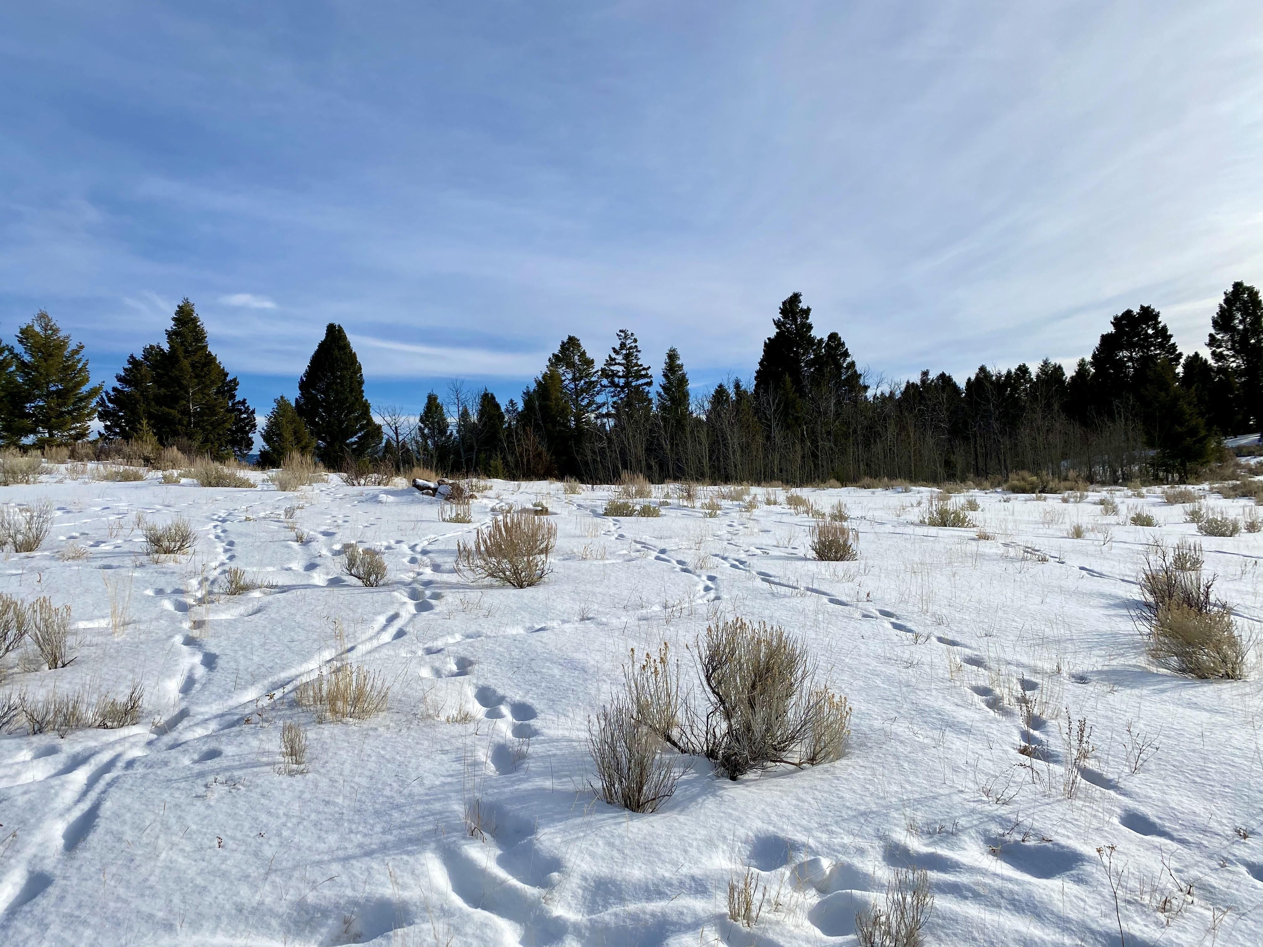 Butte, Silver Bow County, MT Undeveloped Land for sale Property ID