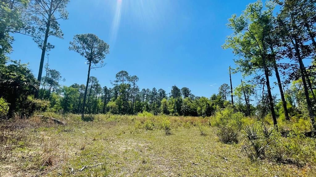 Otter Creek, Levy County, FL Undeveloped Land for sale Property ID