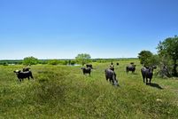 Undeveloped Land in Caldwell County, Texas