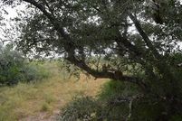 Farm and Ranch in Bee County, Texas